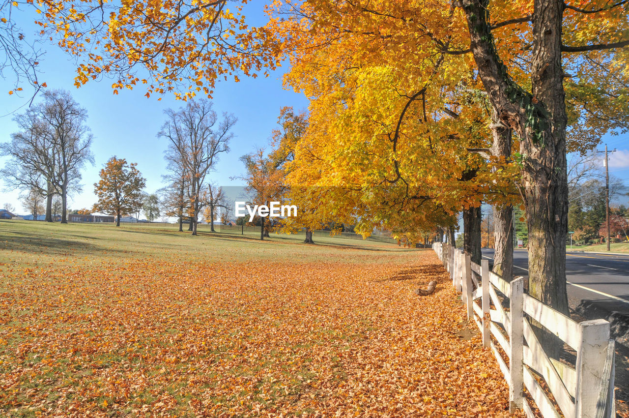 Trees in park during autumn