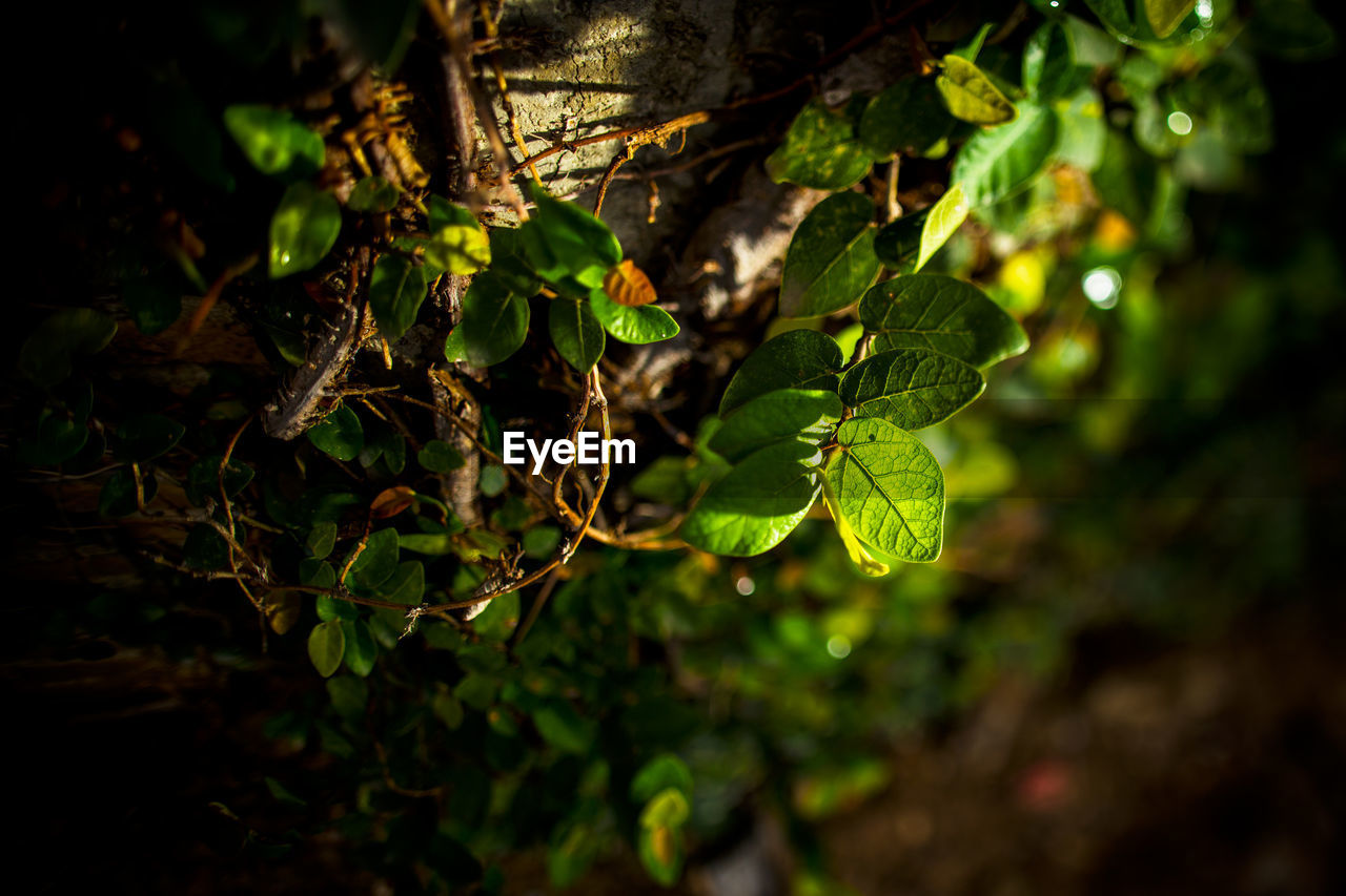 Vine leaves on tree getting sunlight