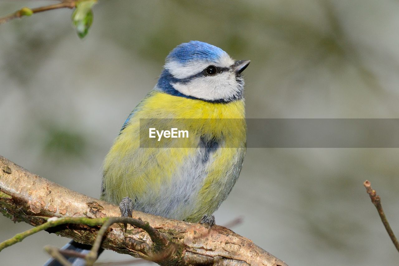 Close-up of bird perching on branch