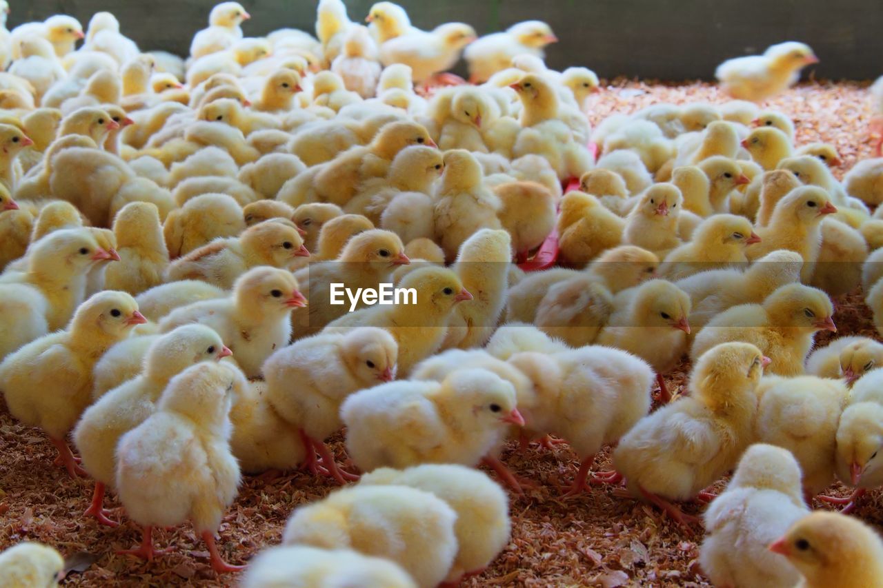 High angle view of baby chickens at farm