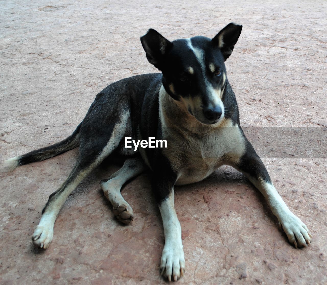 Close-up portrait of dog