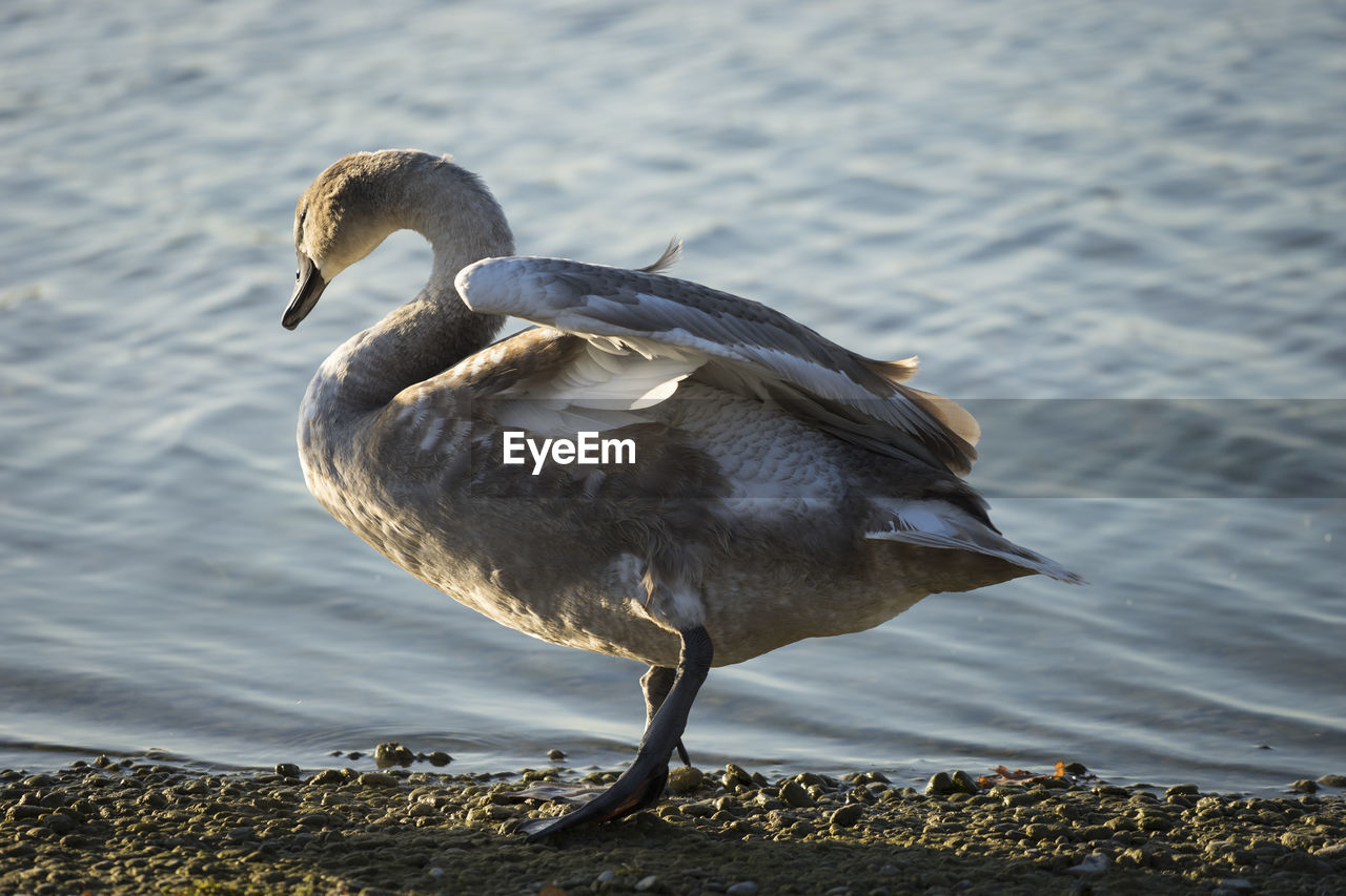 Side view of swan at lakeshore