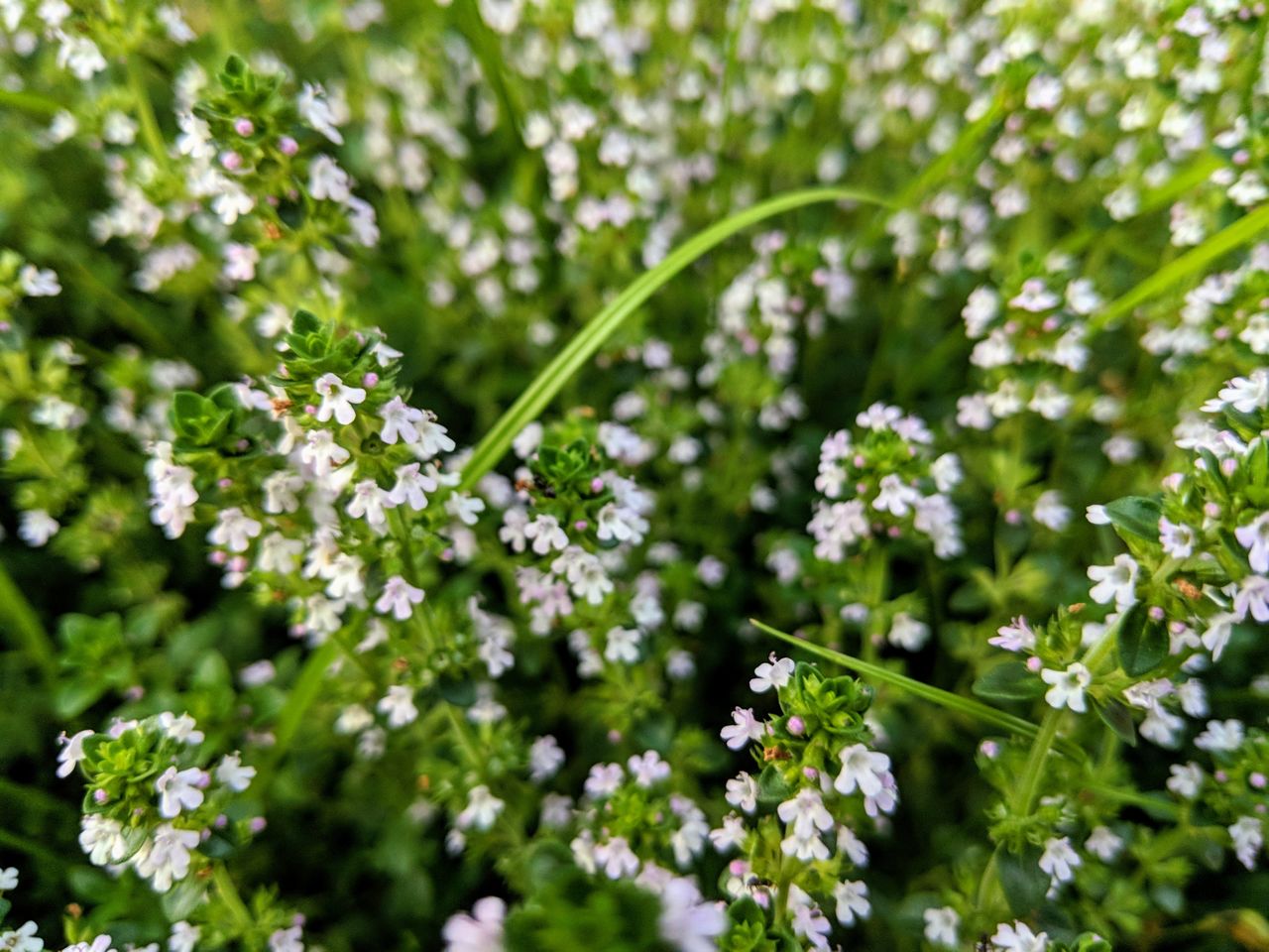 Close-up of white flowering plant