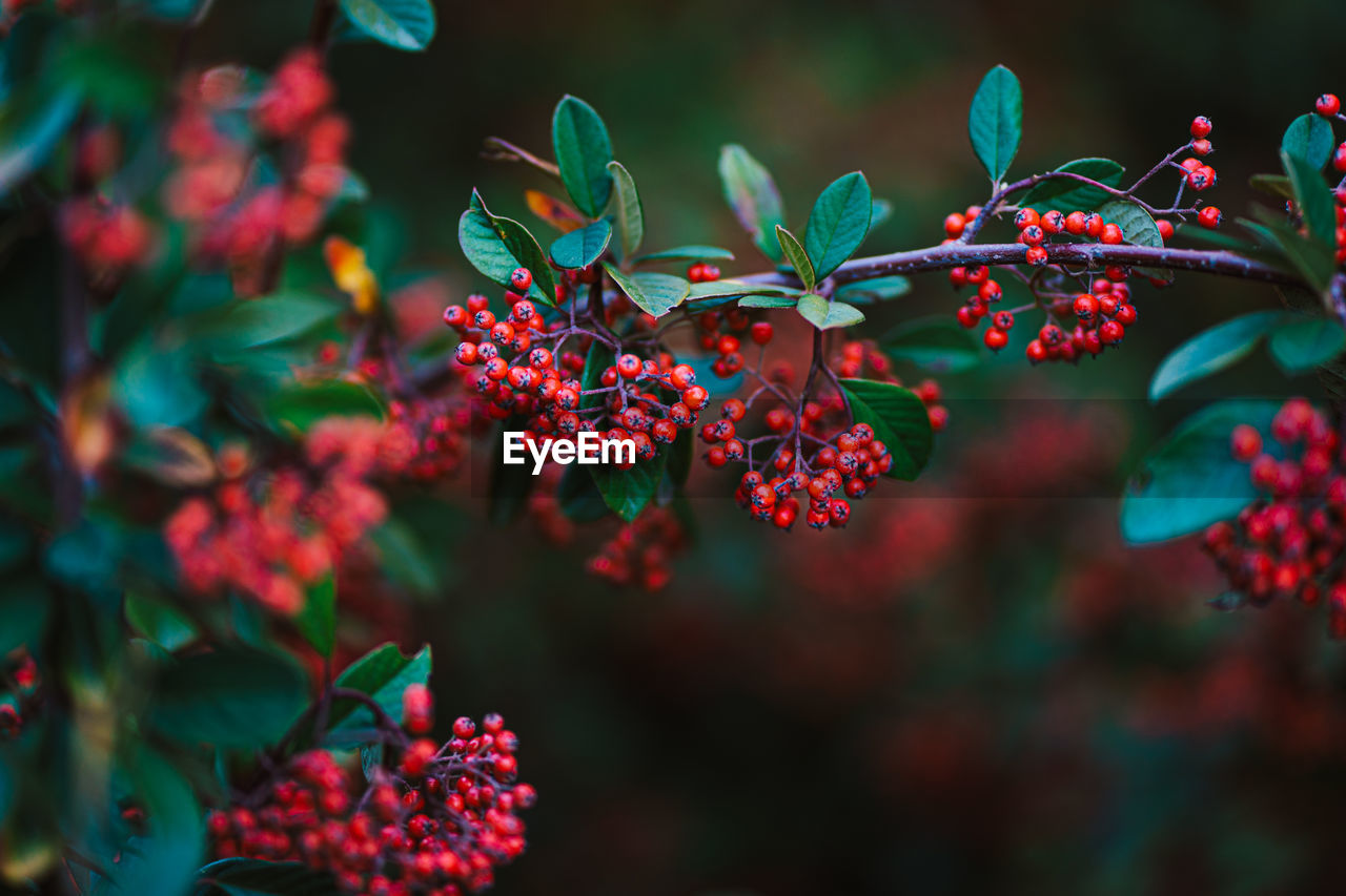 Close-up of red flowering plants