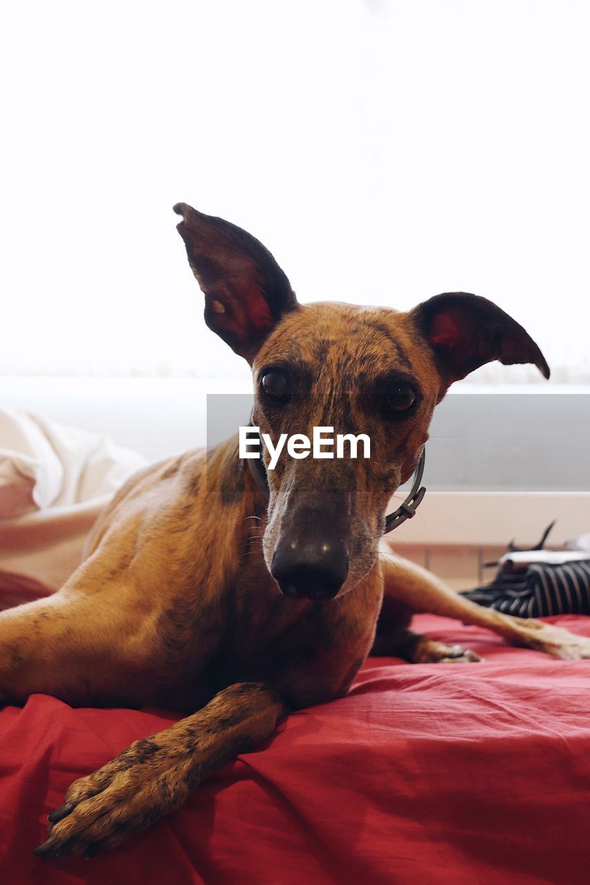 mammal, animal, animal themes, one animal, domestic animals, dog, pet, canine, furniture, bed, indoors, domestic room, portrait, bedroom, animal sports, relaxation, looking at camera, lying down, animal body part, no people, home interior, greyhound, hound, blanket, animal head