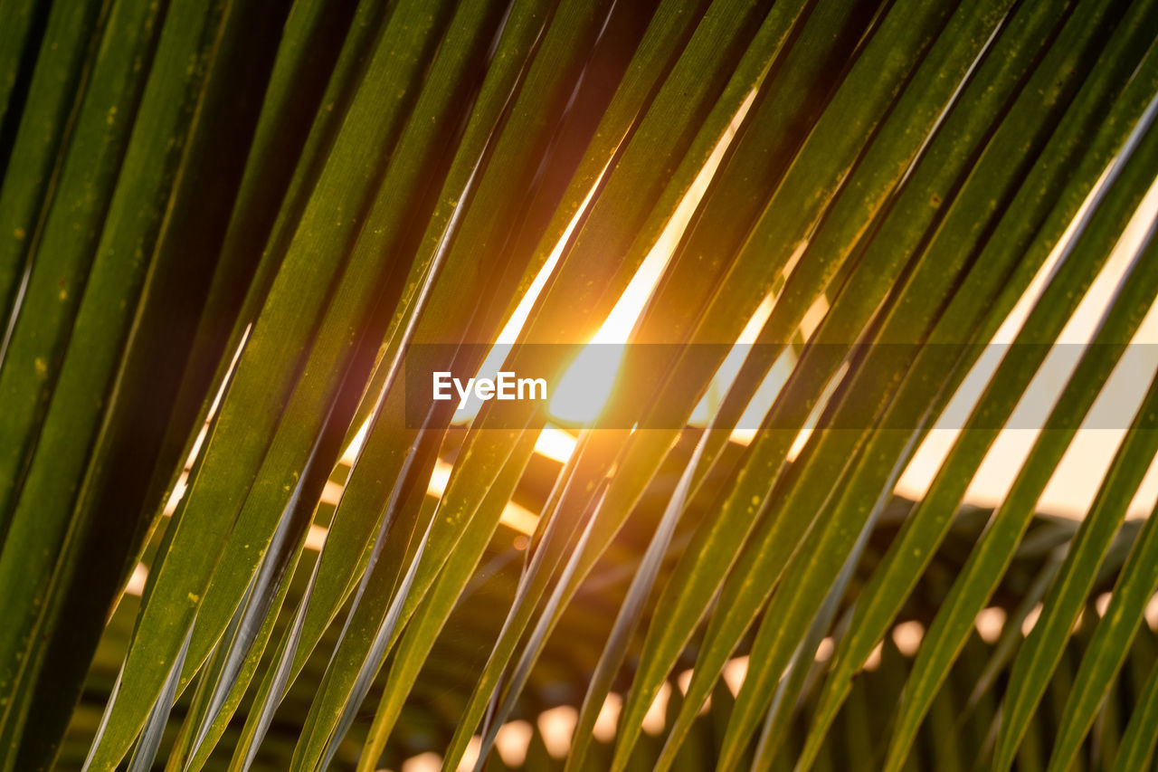 CLOSE-UP OF PALM LEAVES