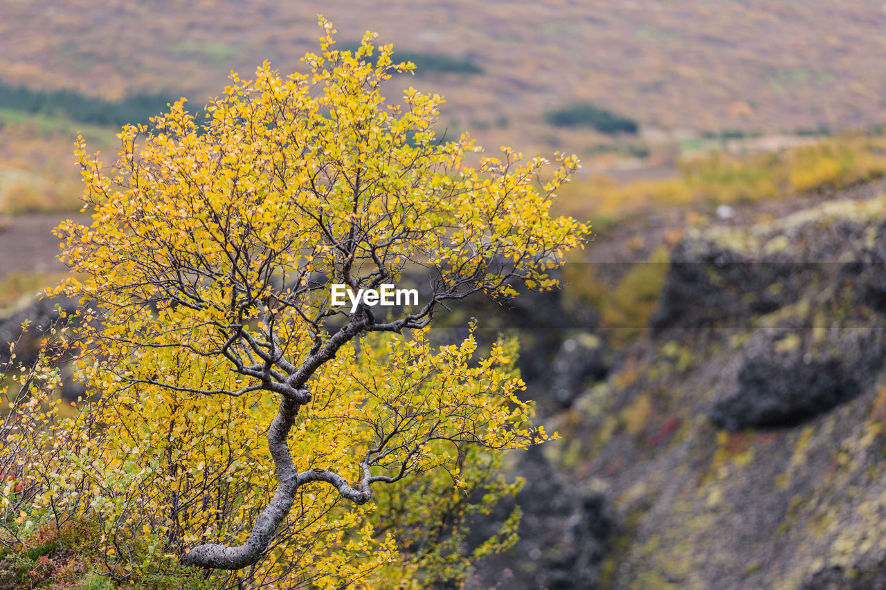 Yellow flowering plant against tree during autumn