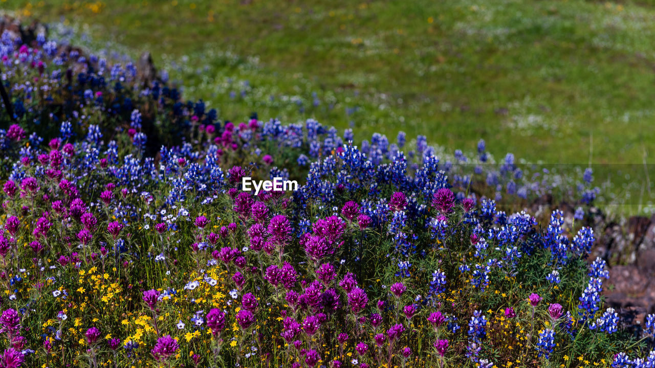 PURPLE FLOWERING PLANTS IN FIELD