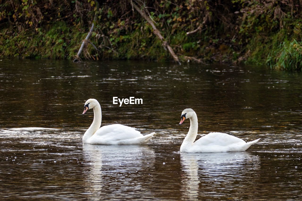 SWANS IN LAKE