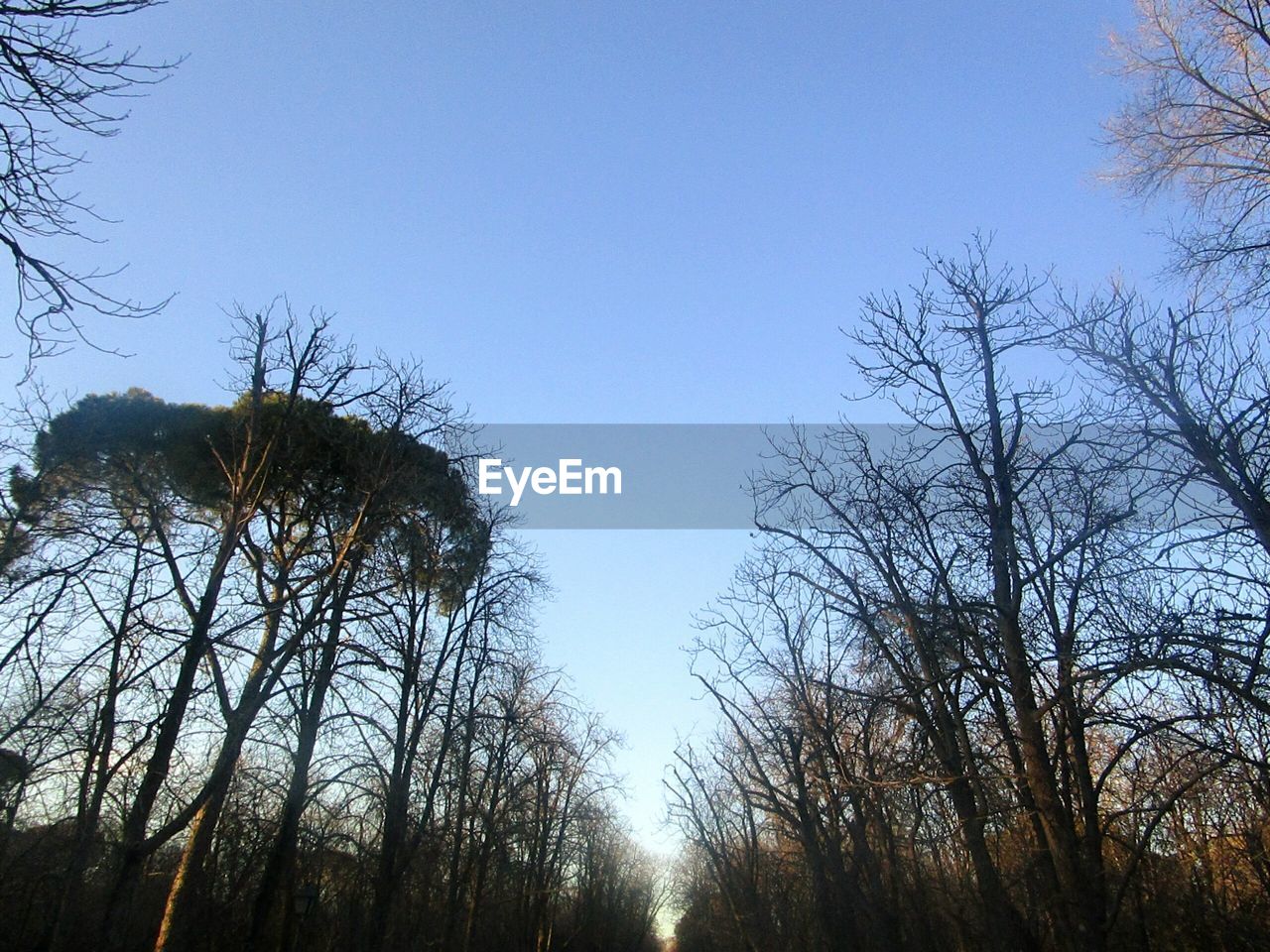 LOW ANGLE VIEW OF BARE TREES AGAINST CLEAR SKY