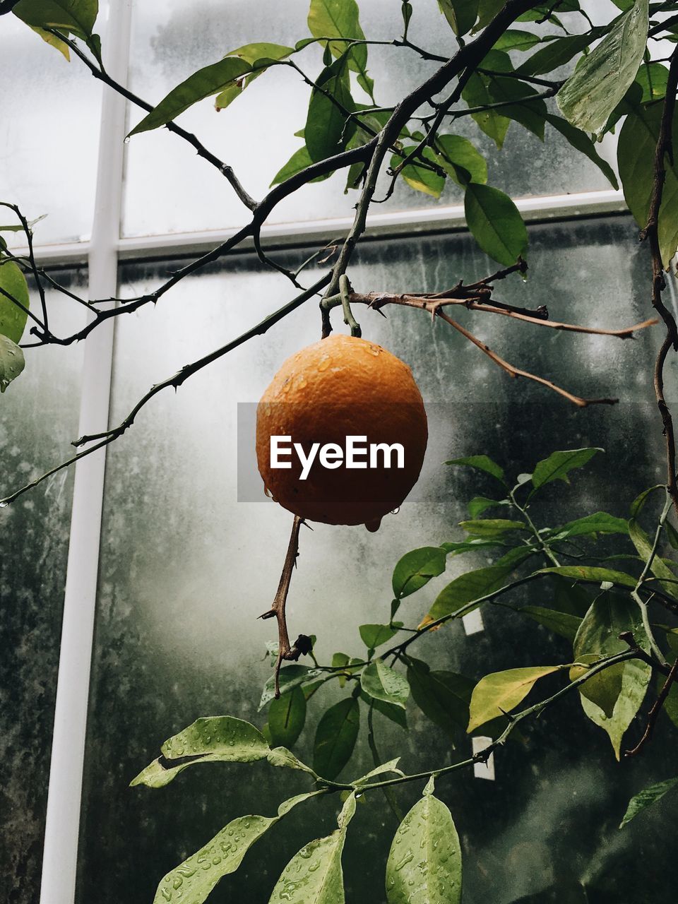 Low angle view of fruit growing on tree during monsoon