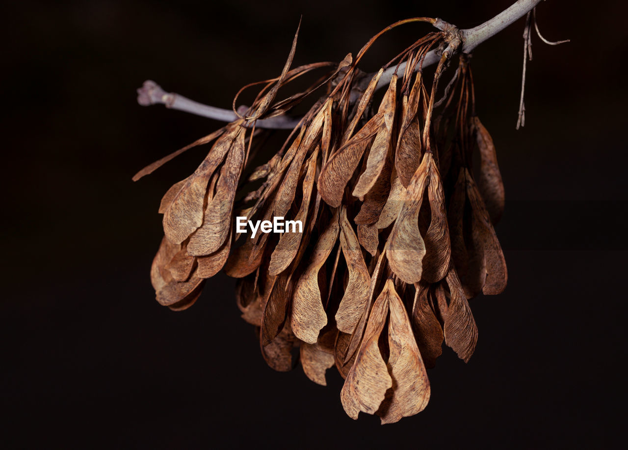 Close-up of dried plant against black background