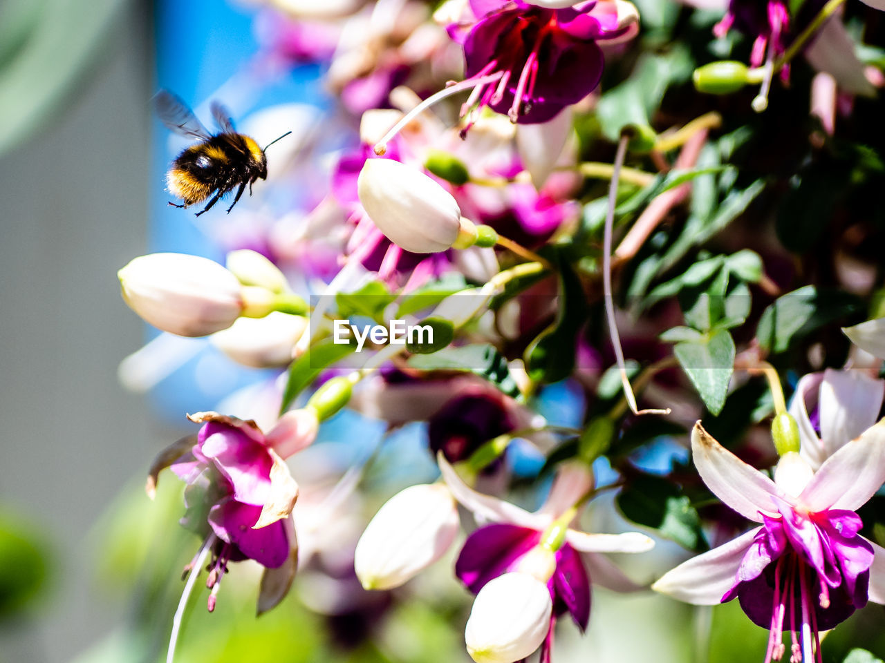 CLOSE-UP OF BEE POLLINATING ON FLOWER