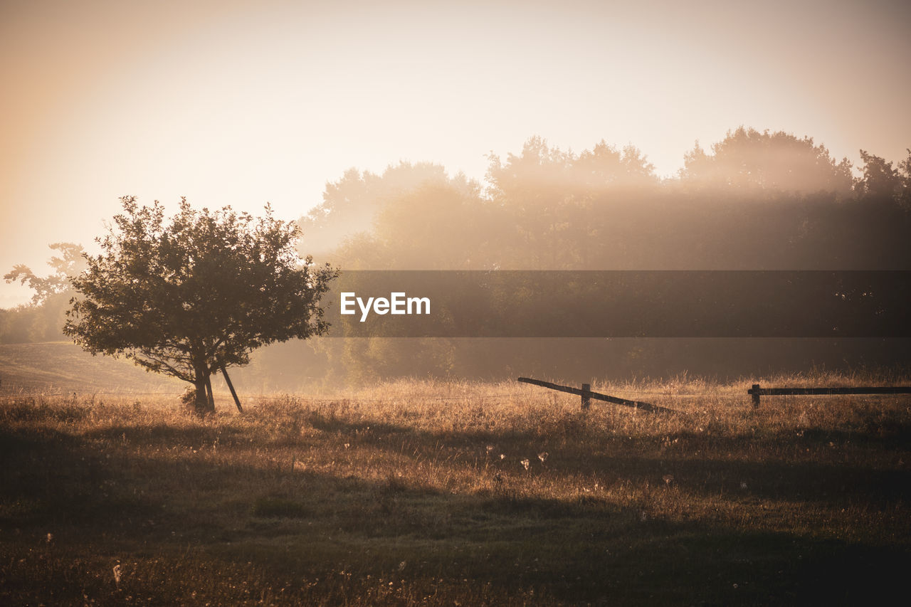 TREES ON FIELD AGAINST SKY DURING SUNRISE