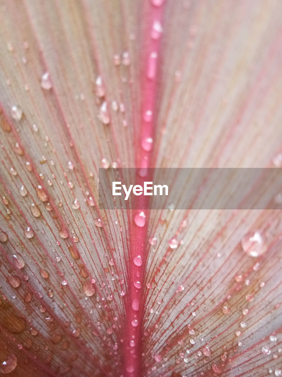 Full frame shot of wet pink flower