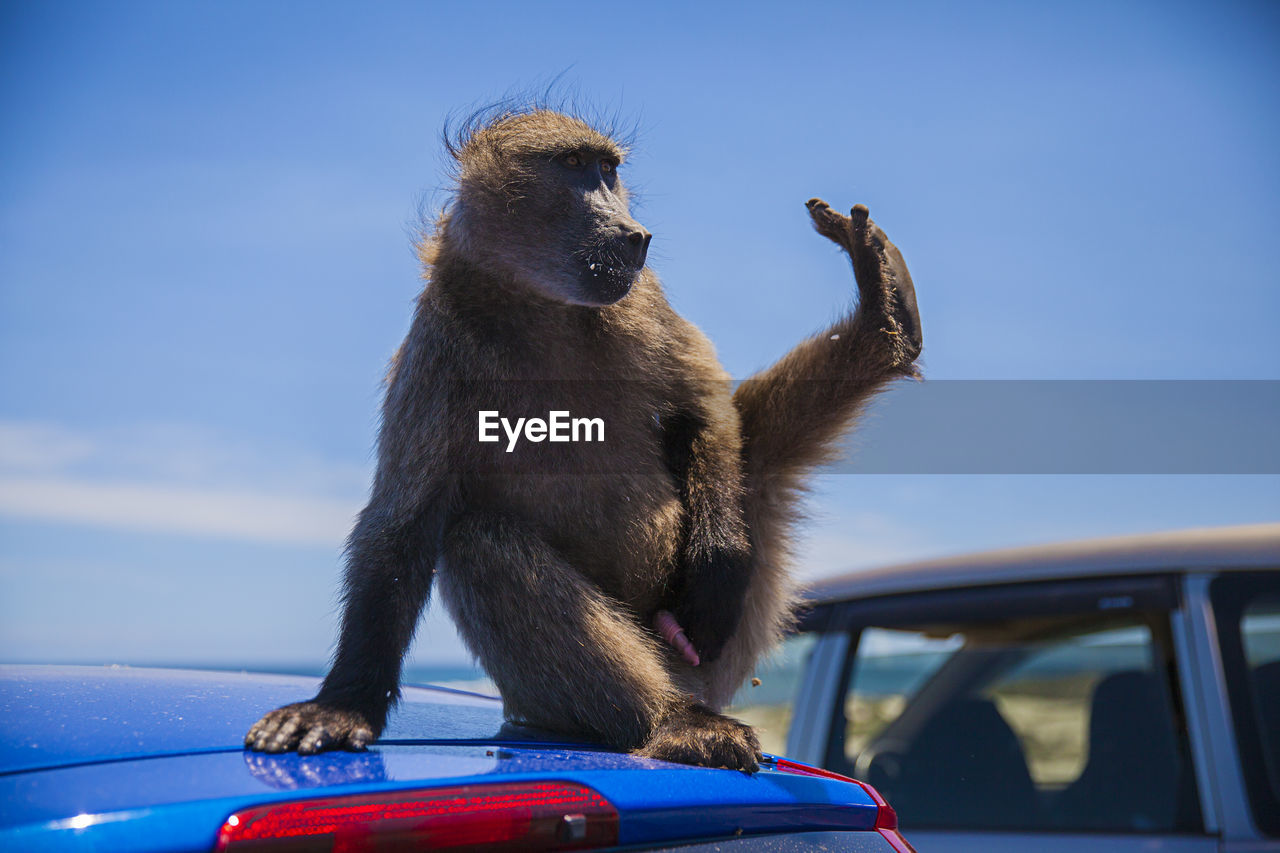 MONKEY ON A CAR