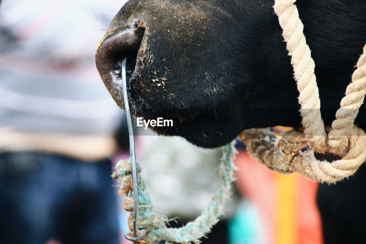 Close-up of a cow's mouth