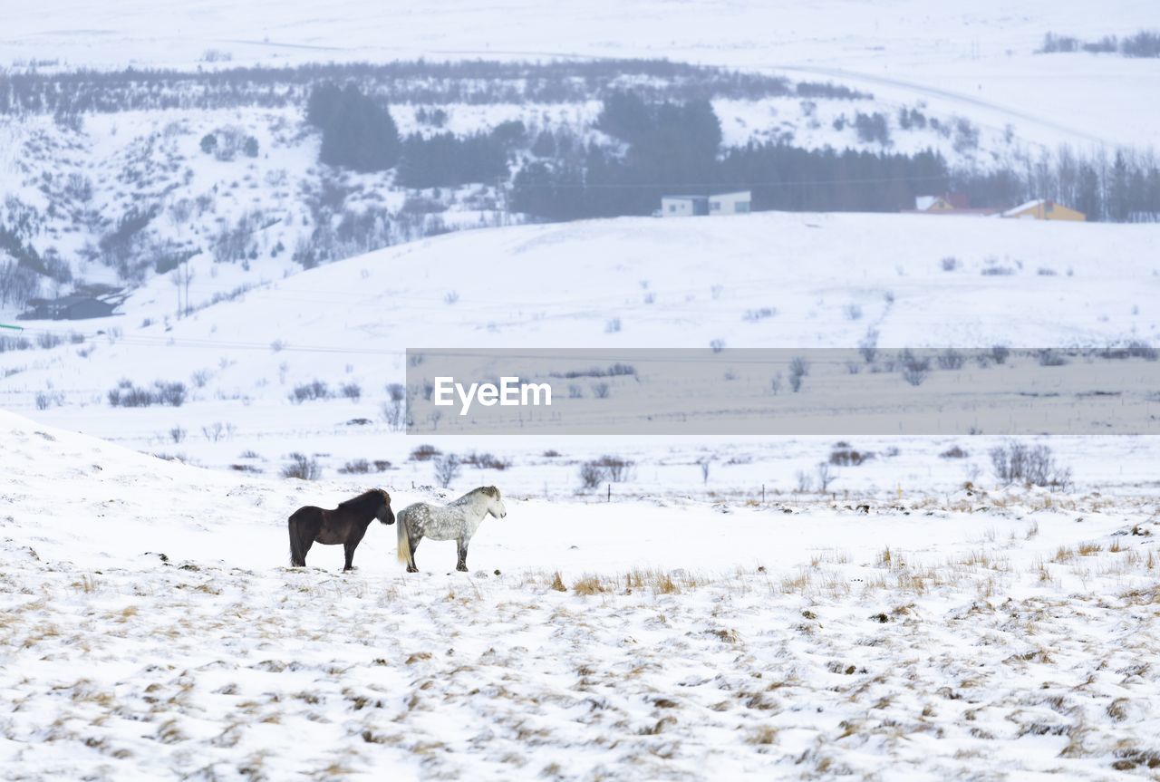 Scenic view of icelandic poniesin wintertime