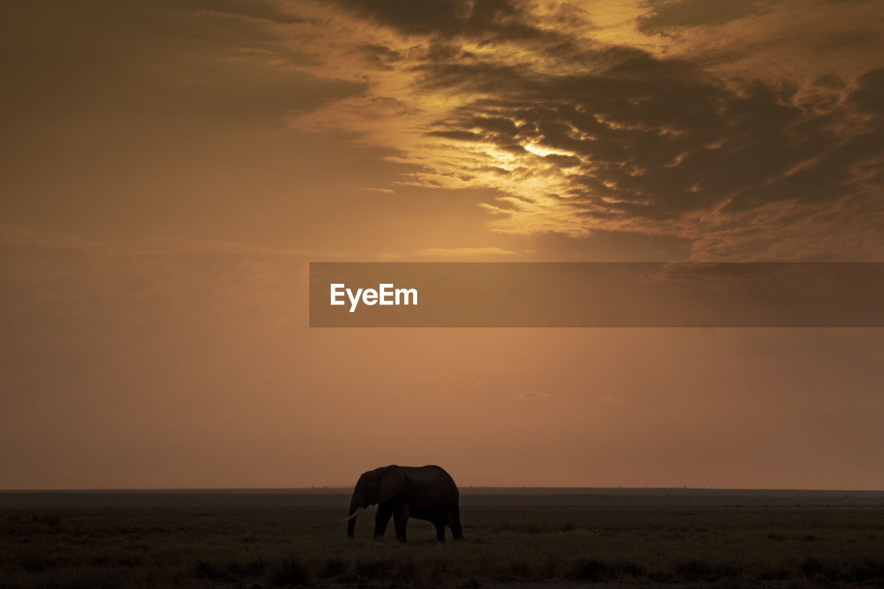 Silhouette of an elephant at sunset 