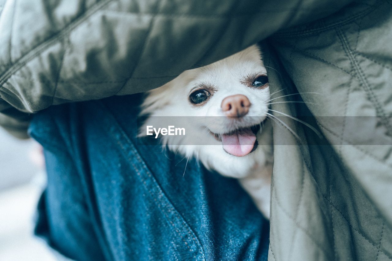 CLOSE-UP PORTRAIT OF A DOG WEARING ANIMAL