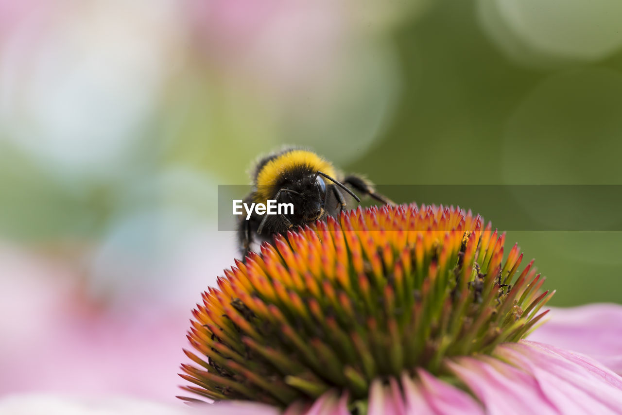 Close-up of bee pollinating on pink flower