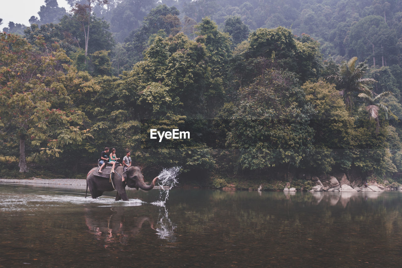 People riding elephant in lake against trees