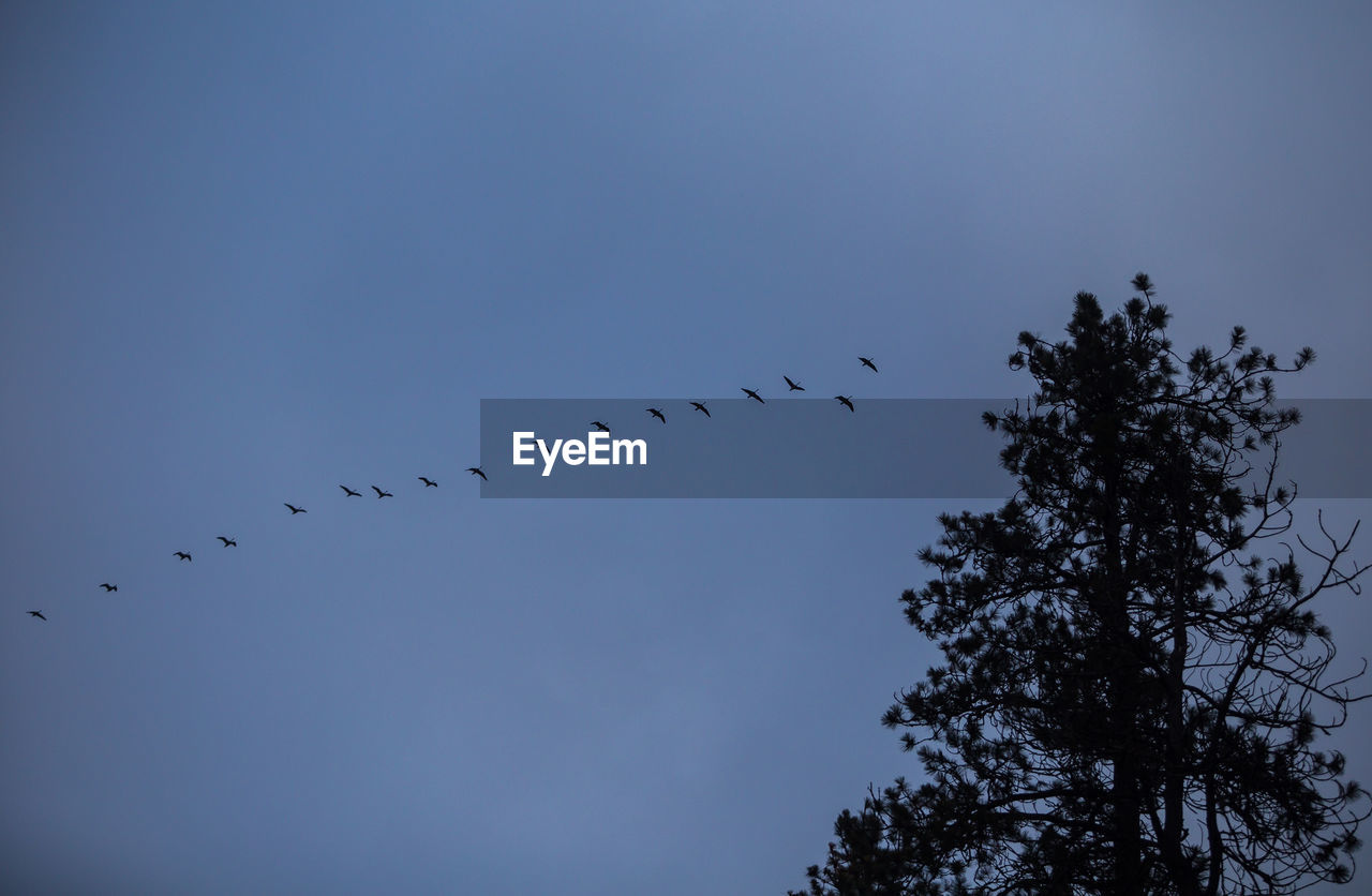 LOW ANGLE VIEW OF BIRDS FLYING IN SKY