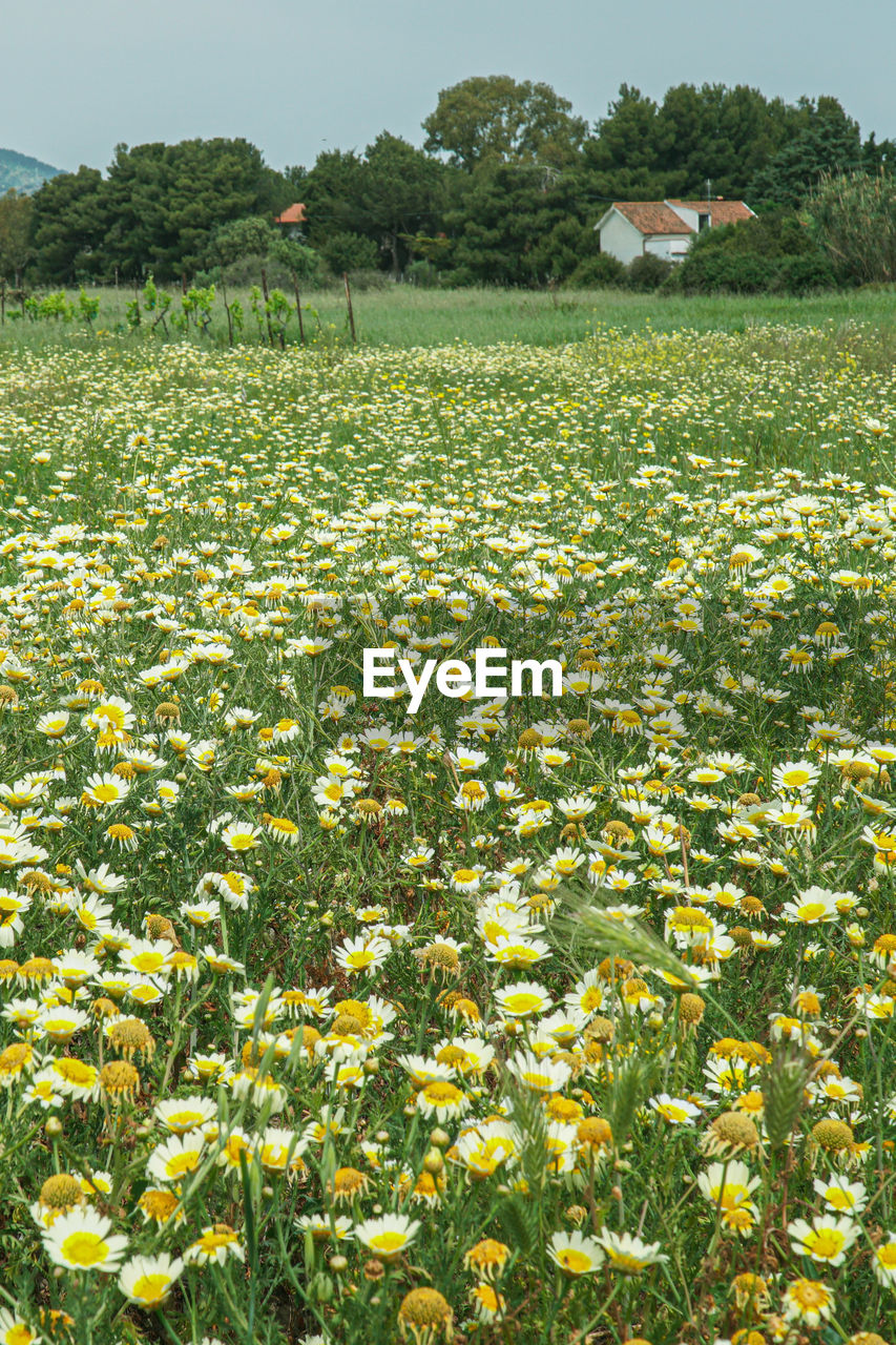 SCENIC VIEW OF YELLOW FLOWERS ON FIELD