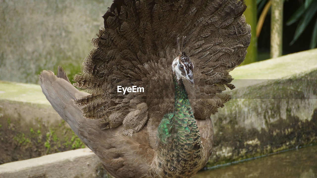 CLOSE-UP OF A DUCK