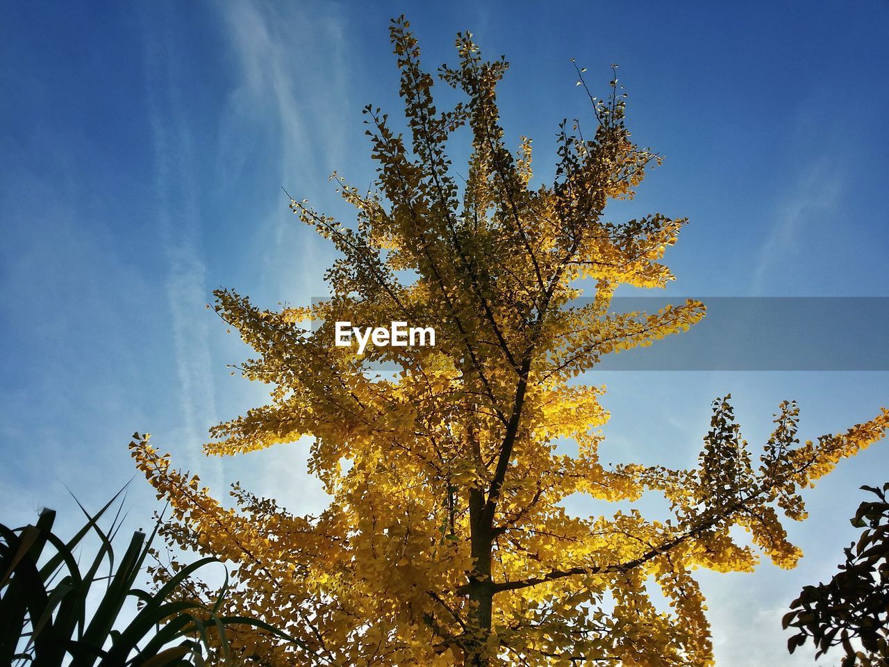 LOW ANGLE VIEW OF TREES AGAINST BLUE SKY