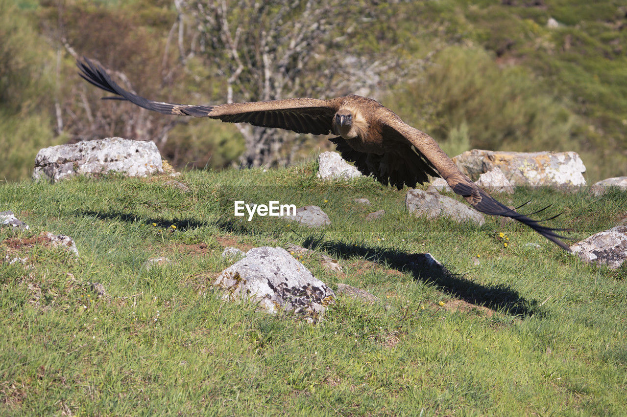 bird, animal, animal themes, wildlife, bird of prey, animal wildlife, grass, flying, plant, eagle, spread wings, nature, no people, vulture, day, one animal, outdoors, falcon, land, animal body part, field