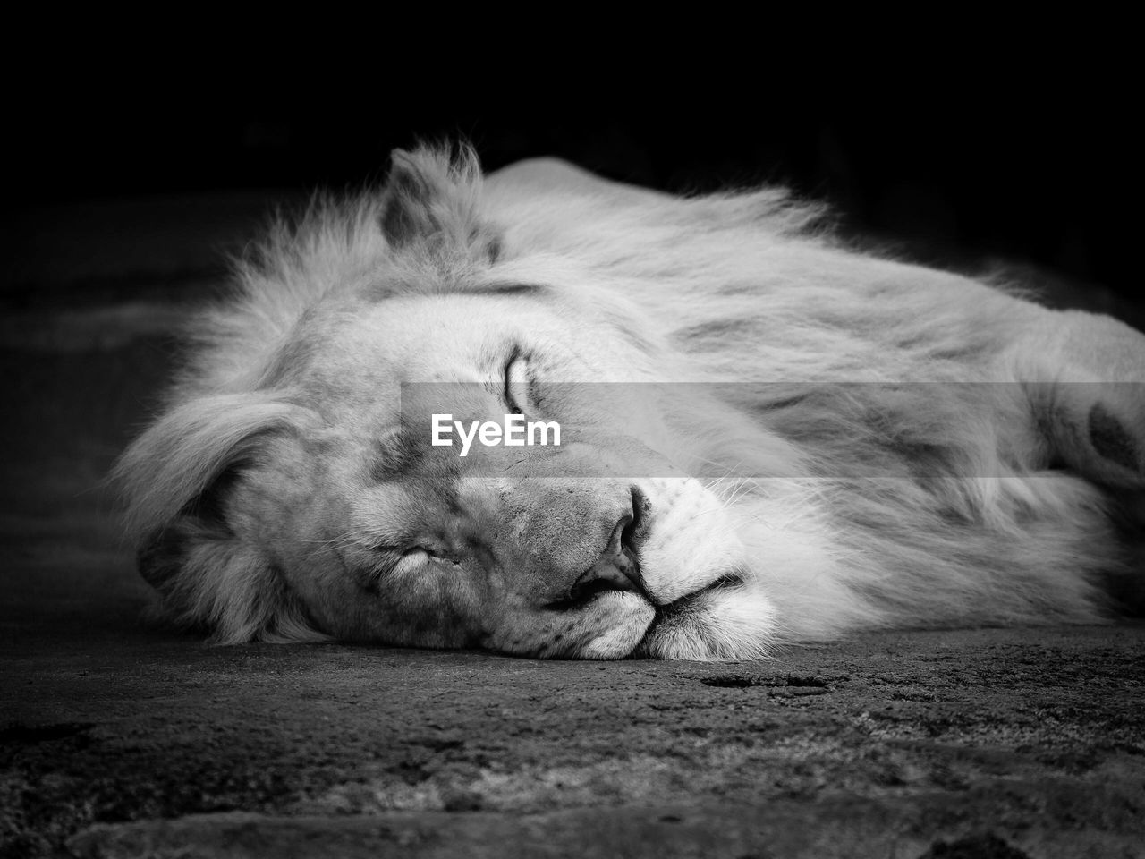 Close-up of lion sleeping on field