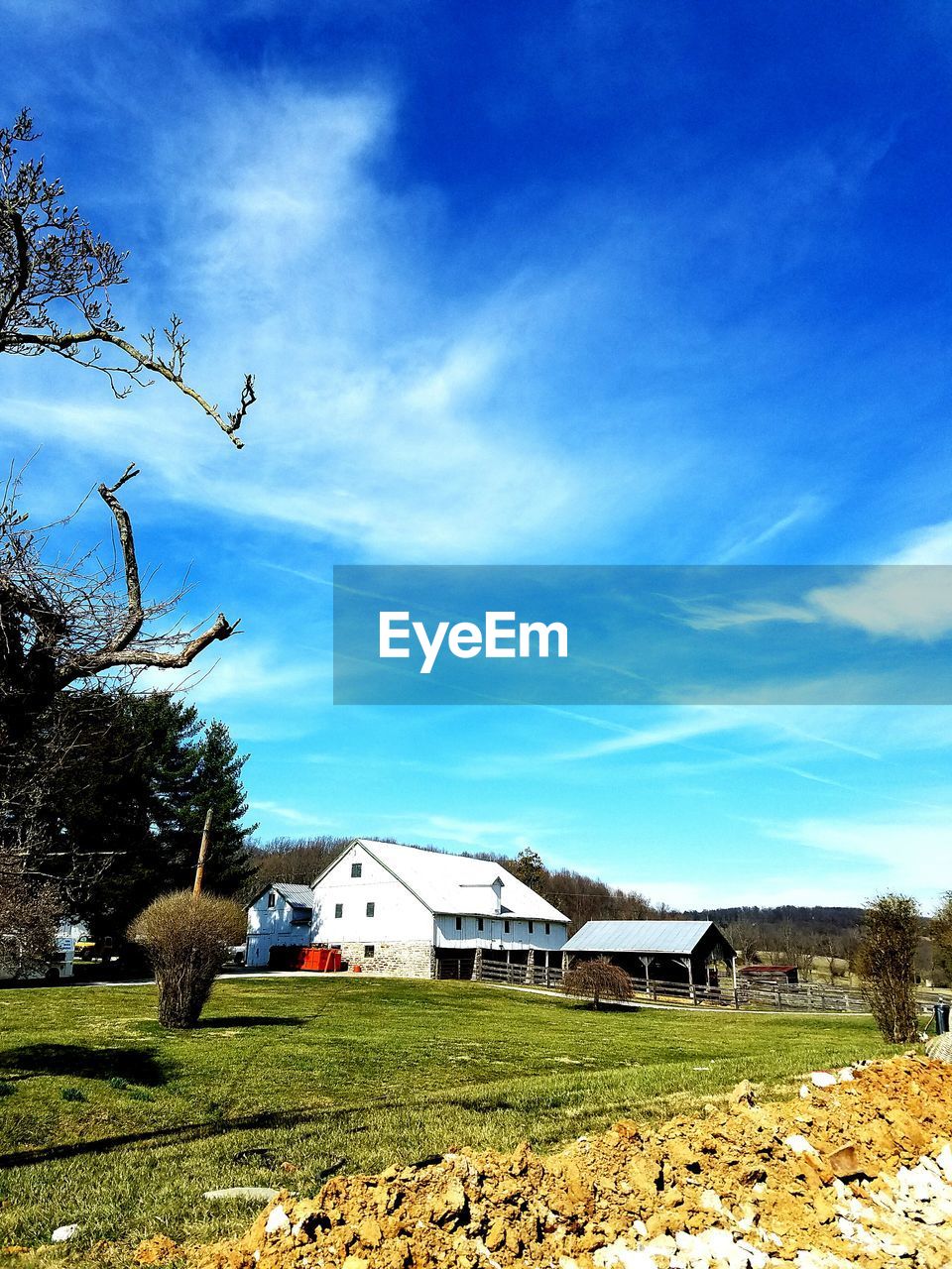 FLOCK OF SHEEP BY TREE AGAINST SKY