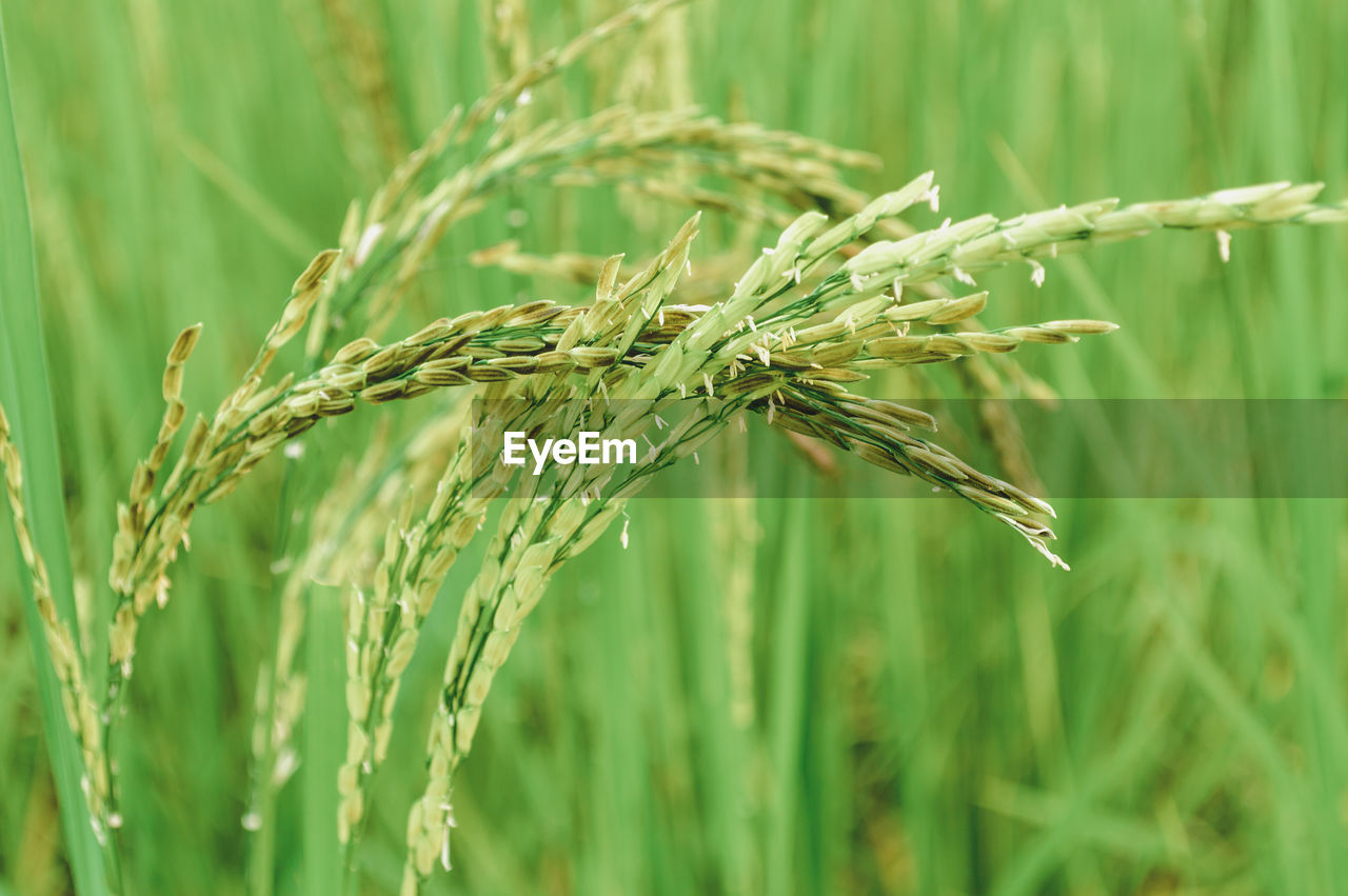 Close-up of grass on field