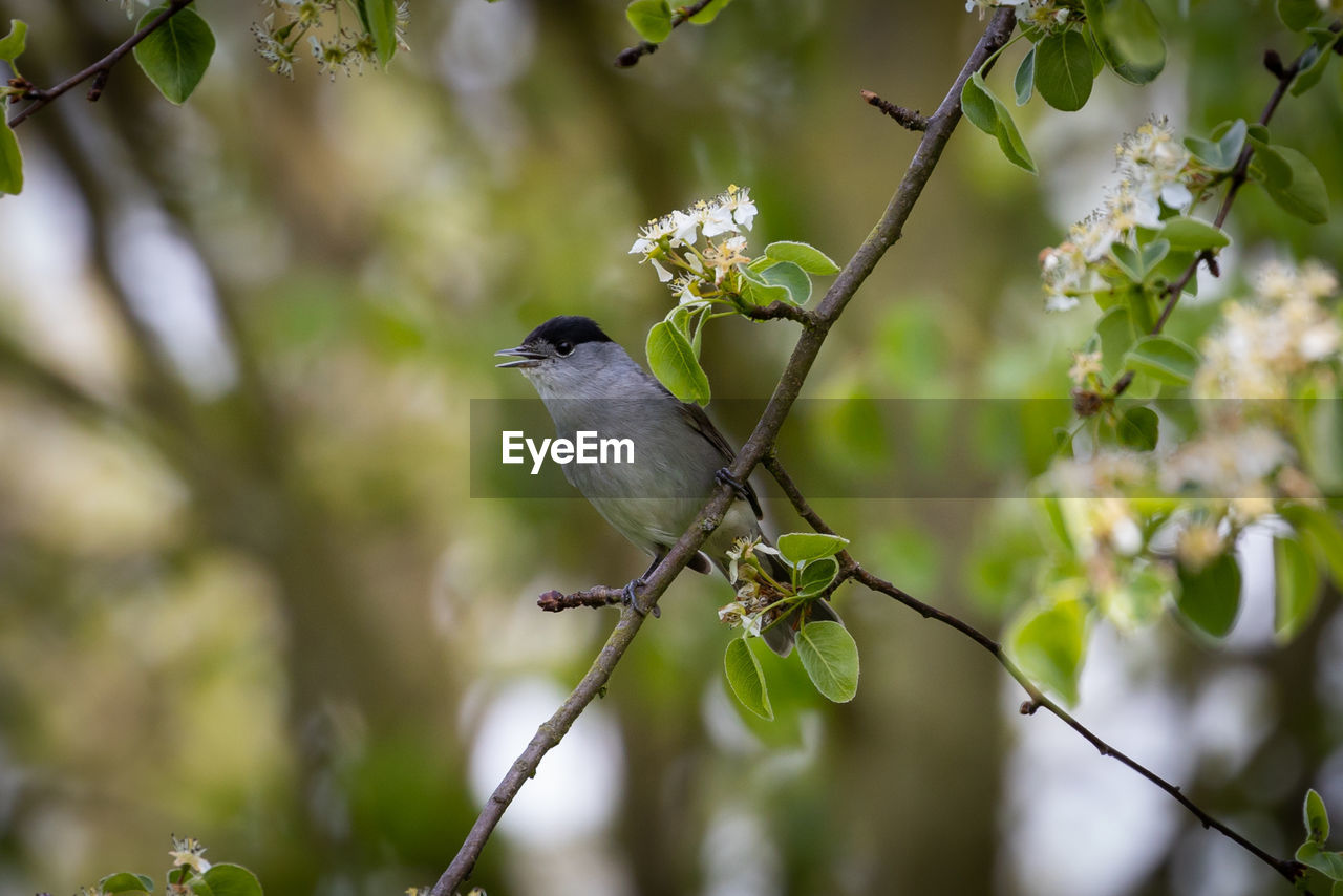 BIRD PERCHING ON BRANCH