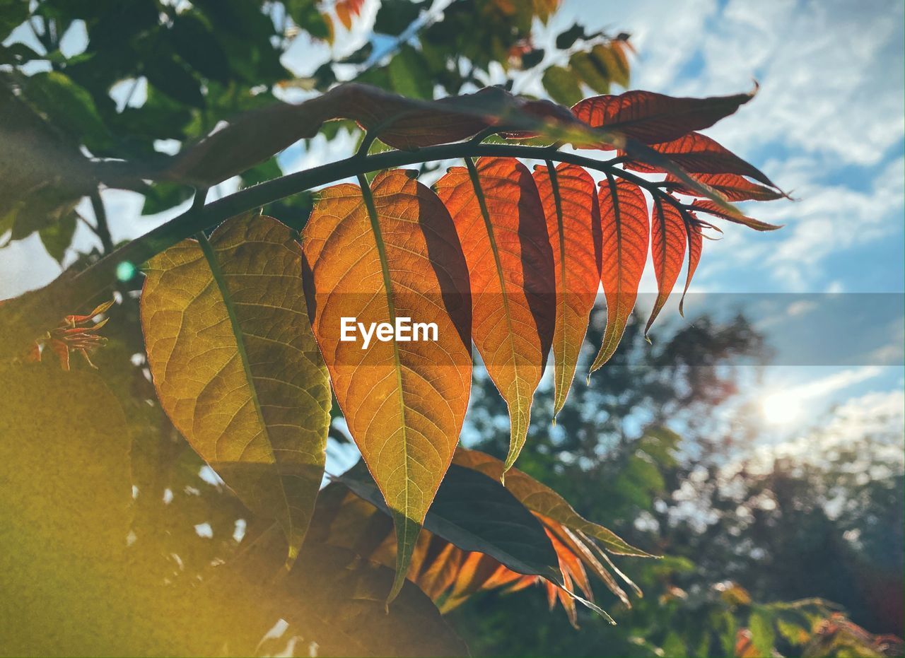 Low angle view of autumnal leaves against sky