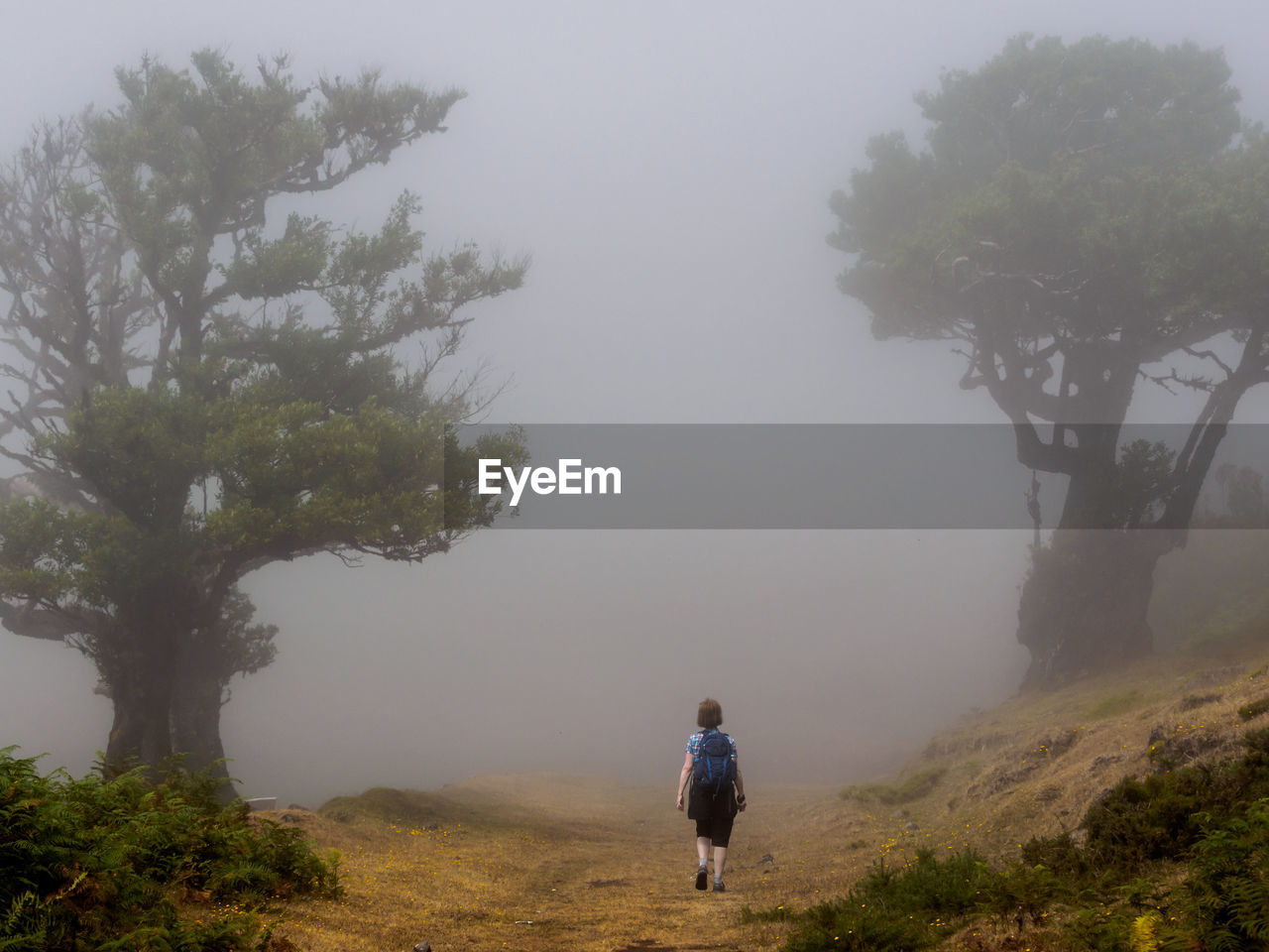 Rear view of people walking on tree against sky fog