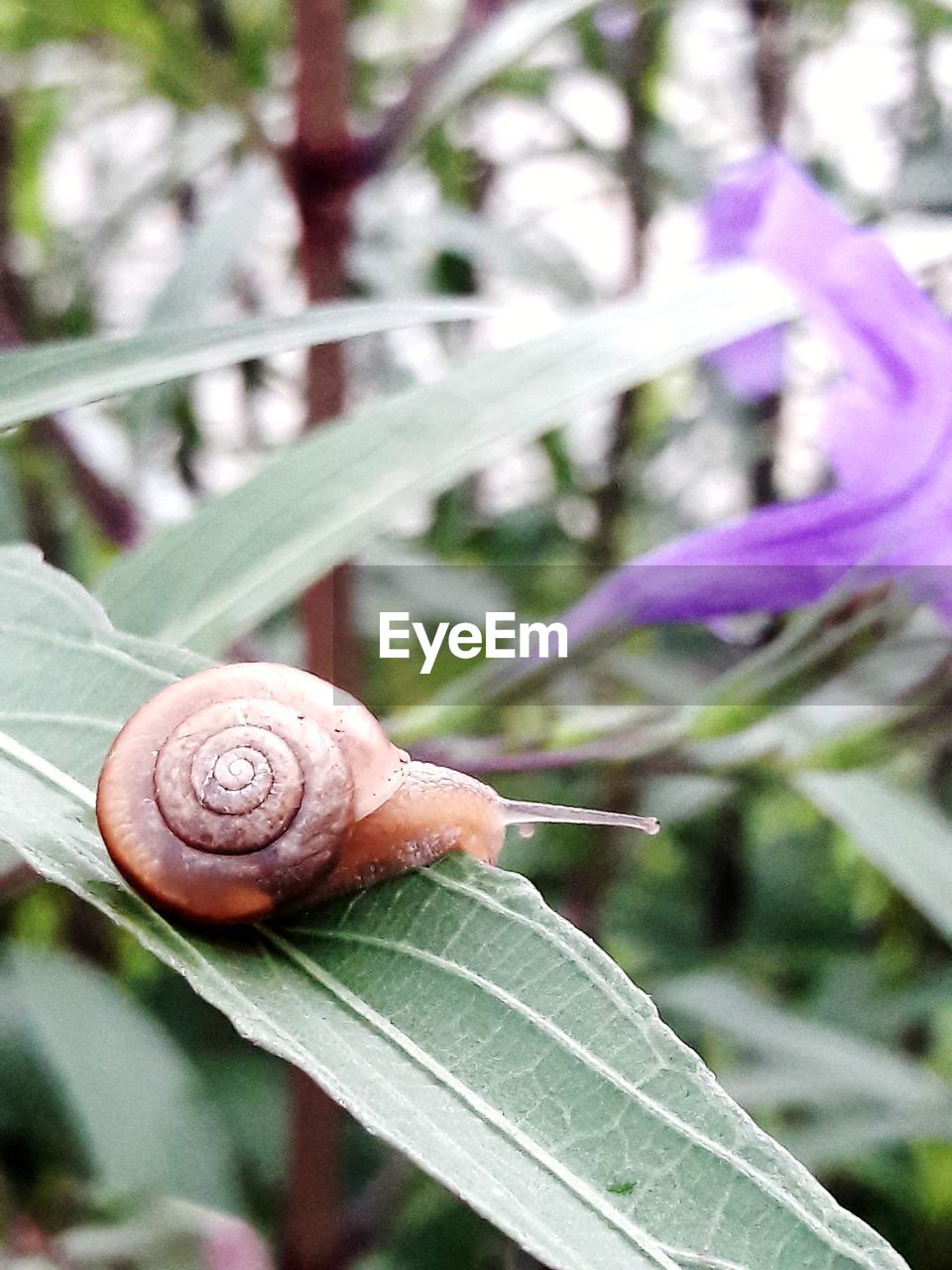 CLOSE-UP OF SNAIL ON LEAF