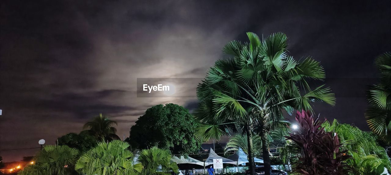 night, sky, tree, palm tree, plant, cloud, tropical climate, storm, nature, beauty in nature, no people, thunderstorm, illuminated, storm cloud, environment, outdoors, architecture, lightning, darkness, dark, dramatic sky, scenics - nature