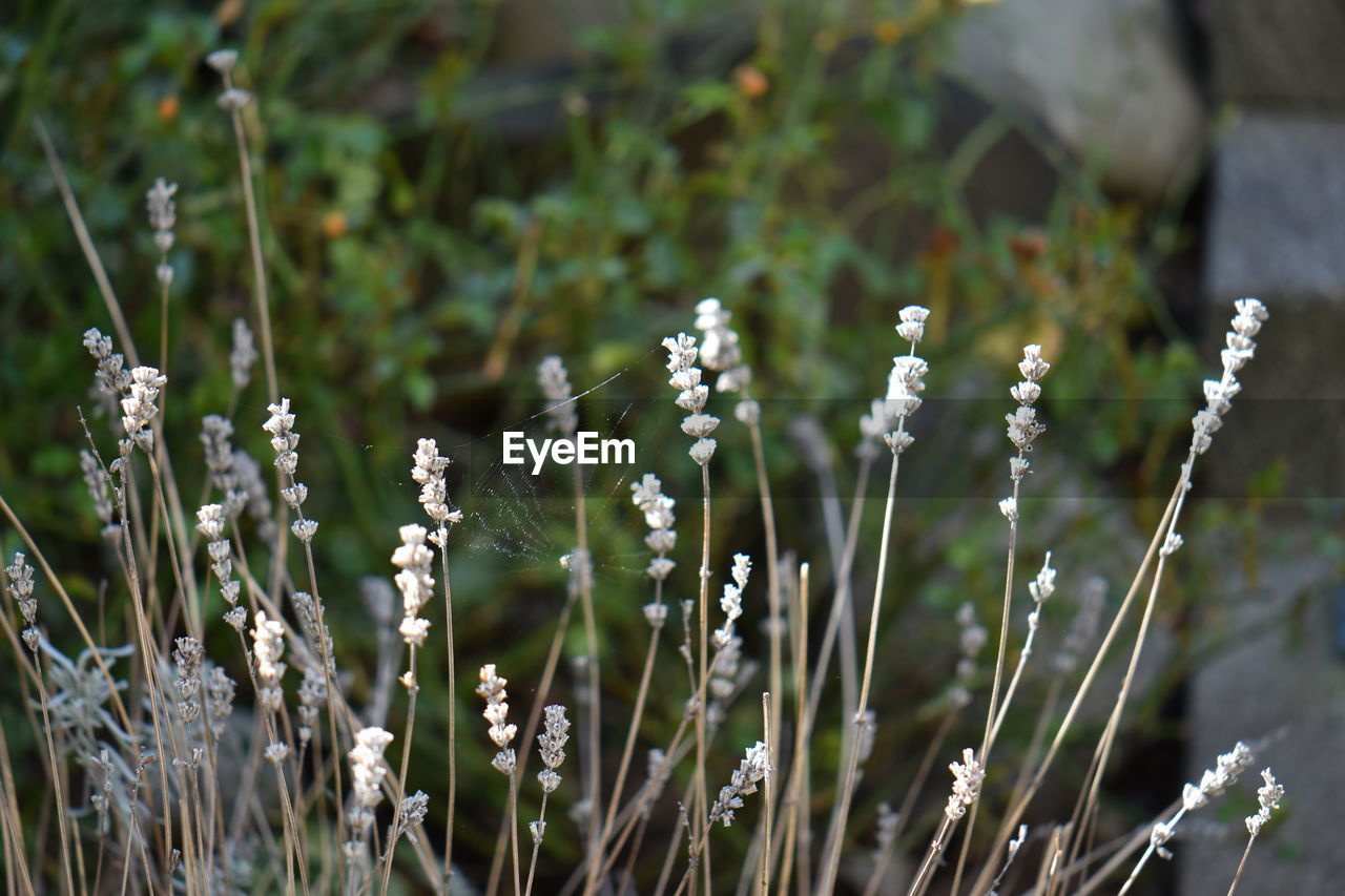 Close-up of white flowering plants on field