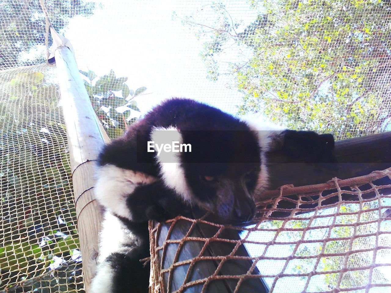 PORTRAIT OF MONKEY IN ZOO