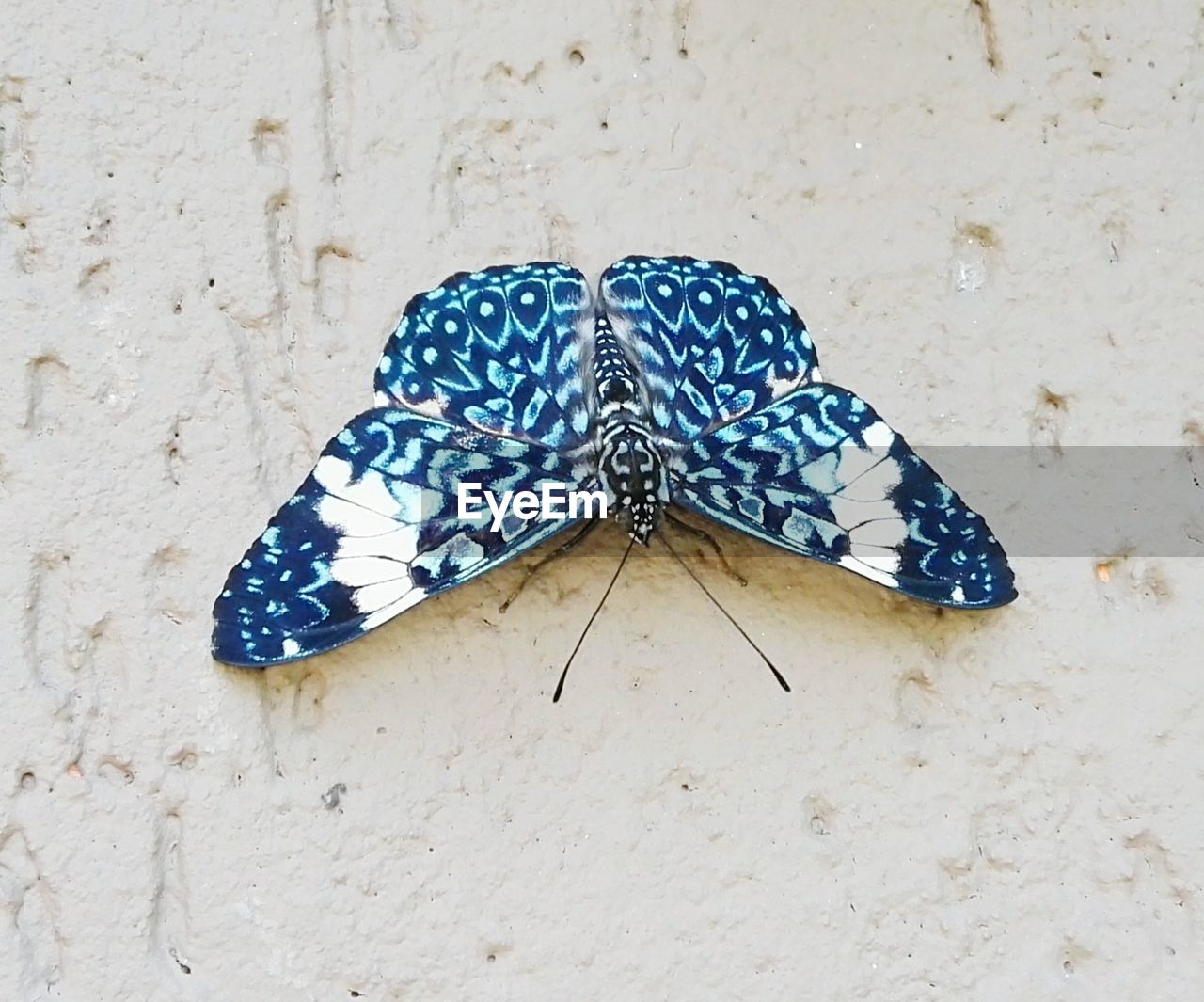 CLOSE-UP OF BUTTERFLY ON LEAF