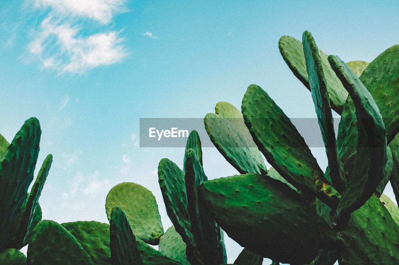 Low angle view of cactus growing against sky