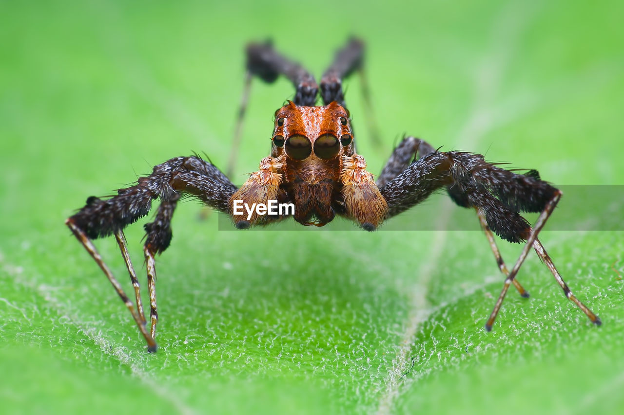 CLOSE-UP OF INSECT