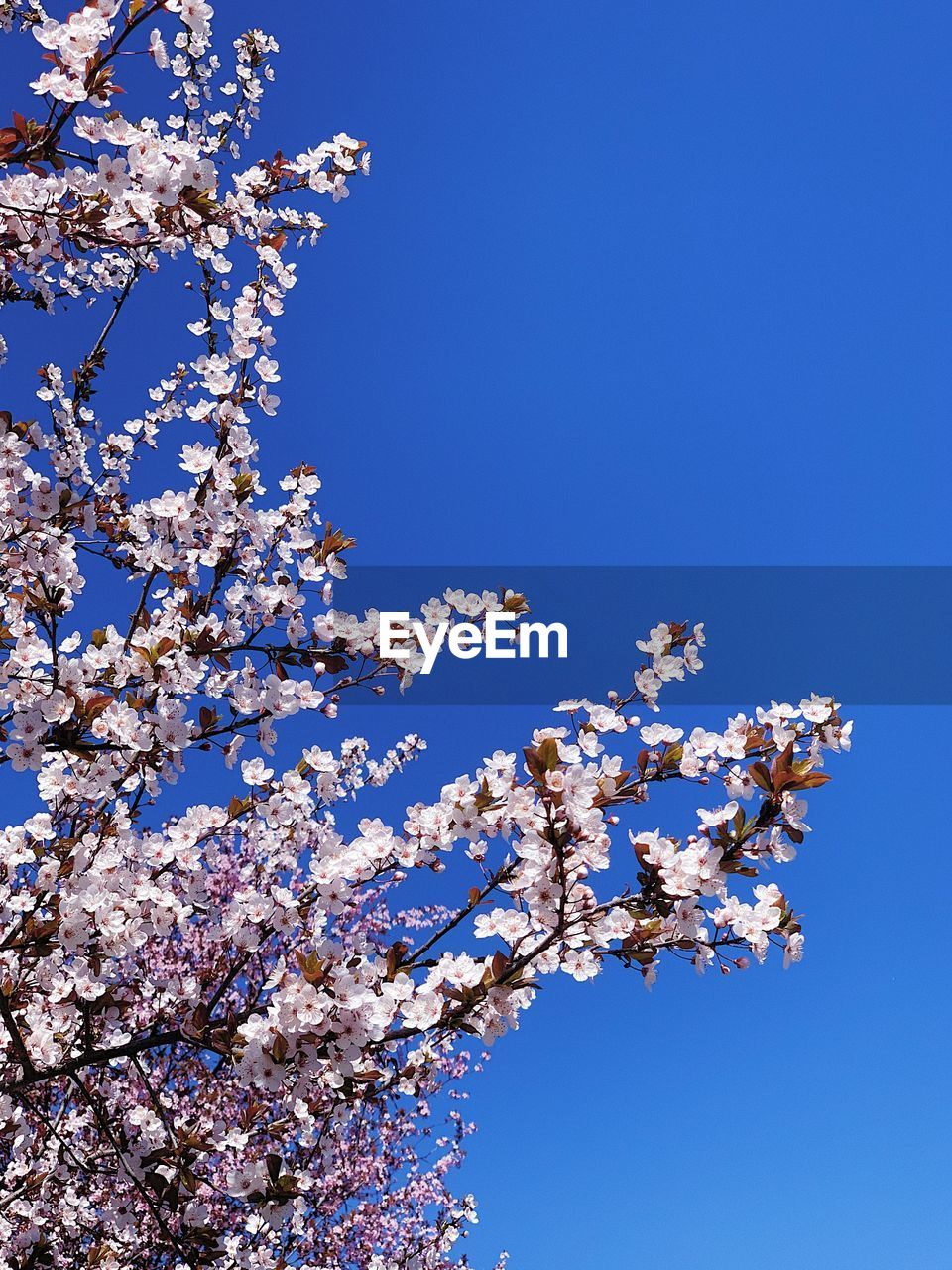 LOW ANGLE VIEW OF CHERRY BLOSSOM AGAINST CLEAR BLUE SKY