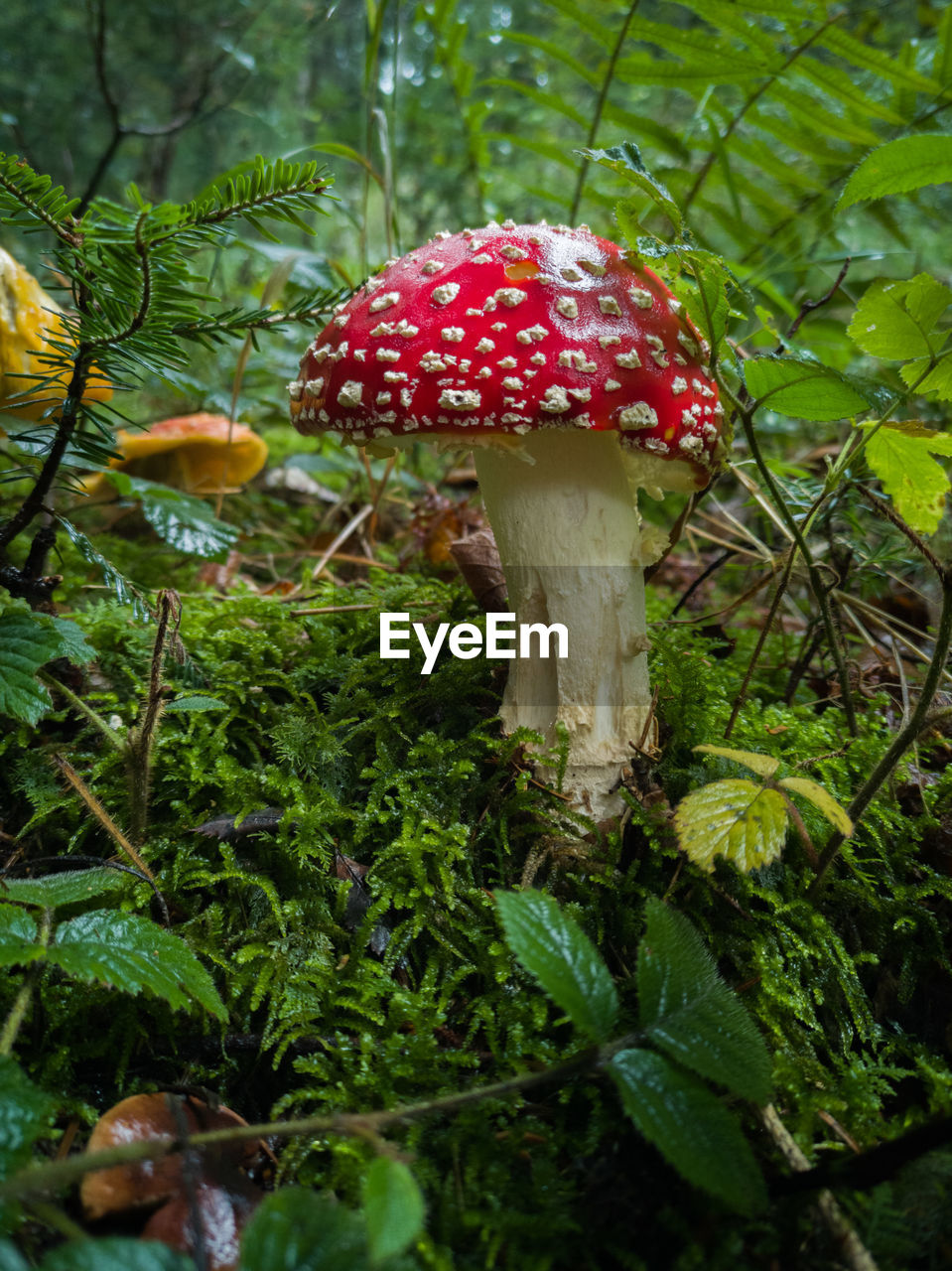 Close-up of toadstool mushroom