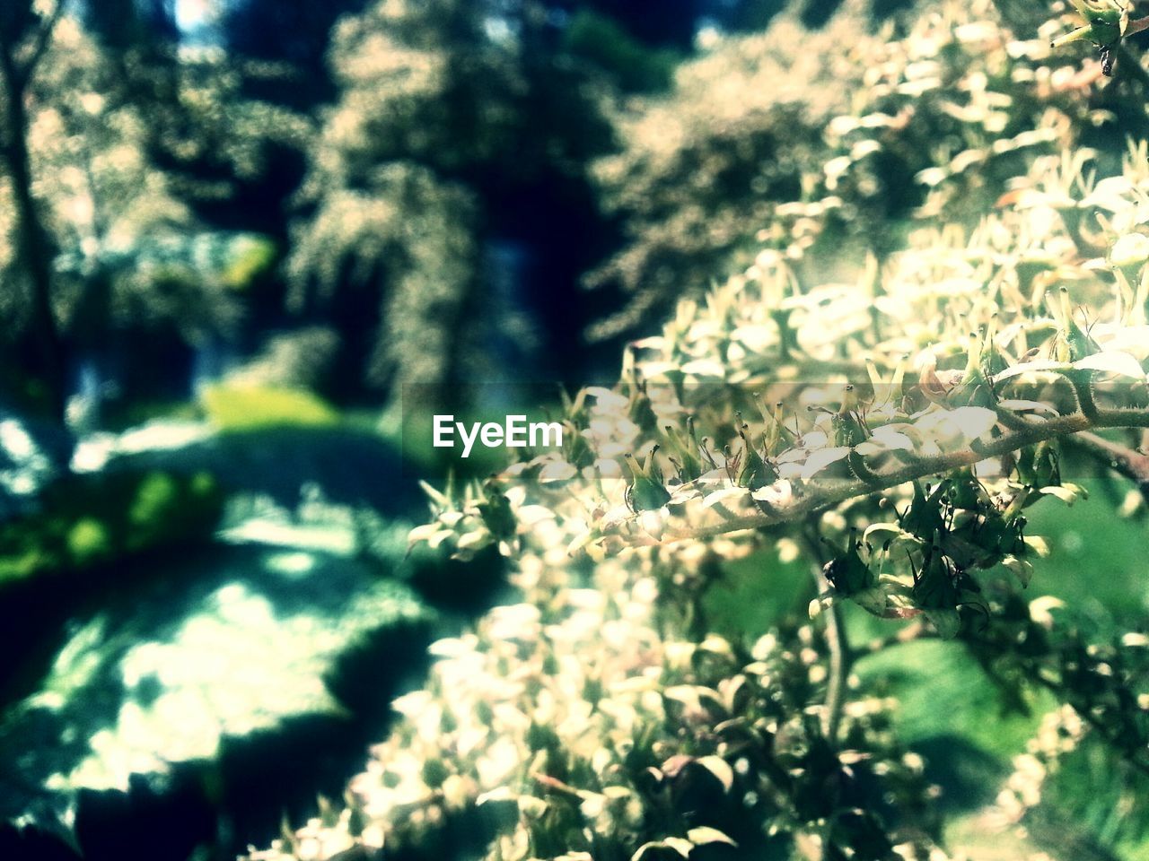 Close-up of flowers blooming in park