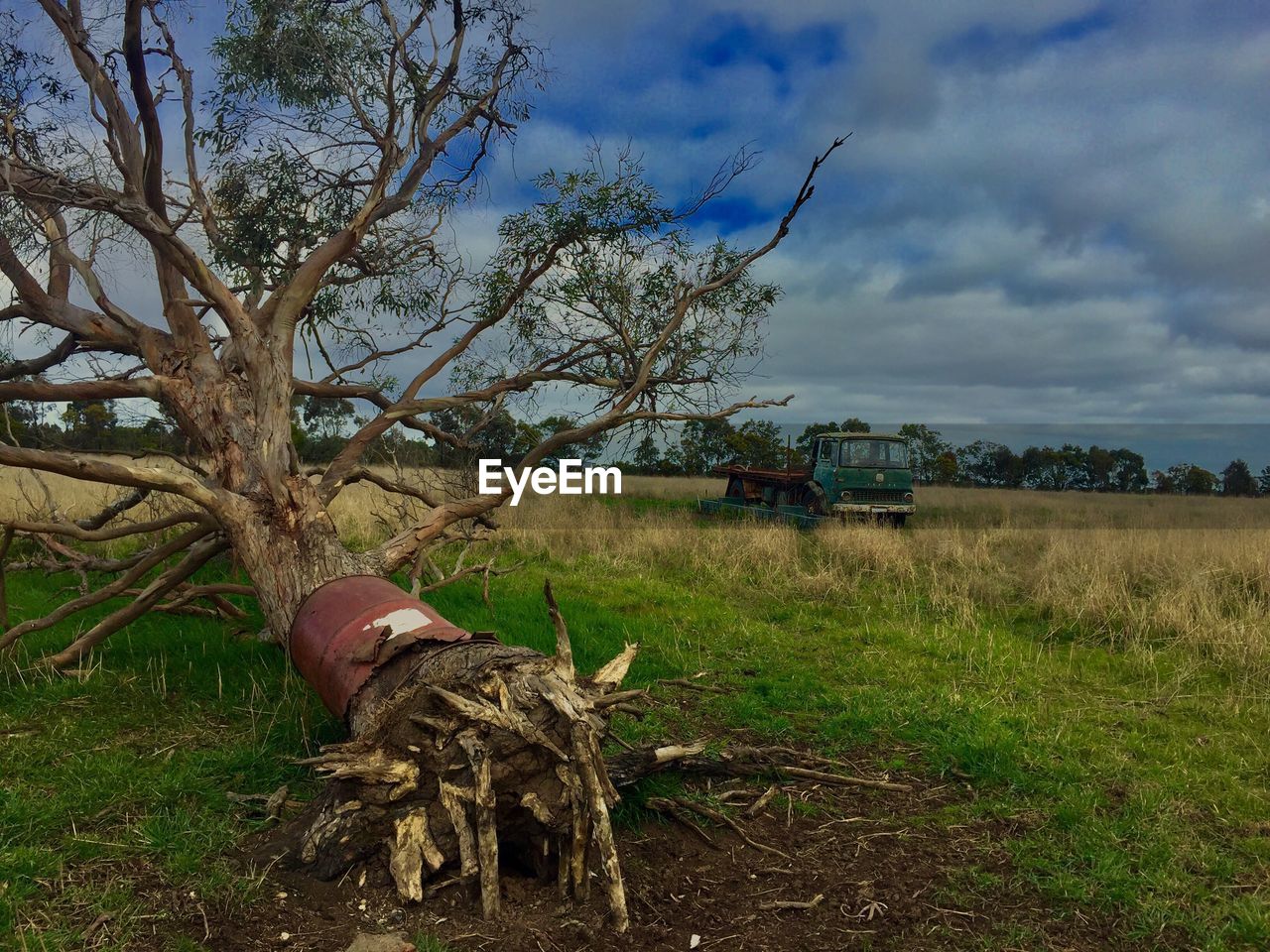 Fallen tree in australia