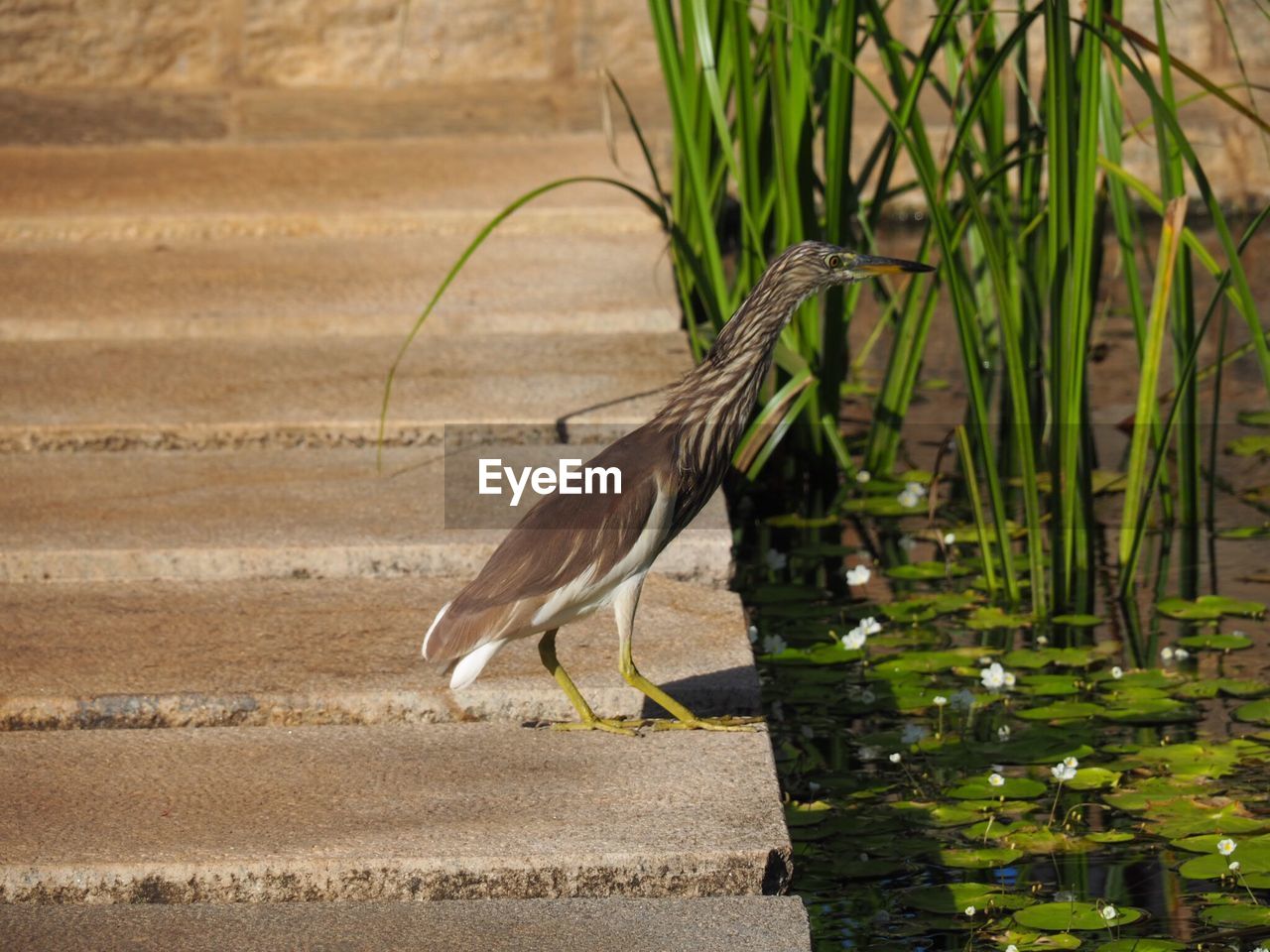 CLOSE-UP OF HERON ON LAKE