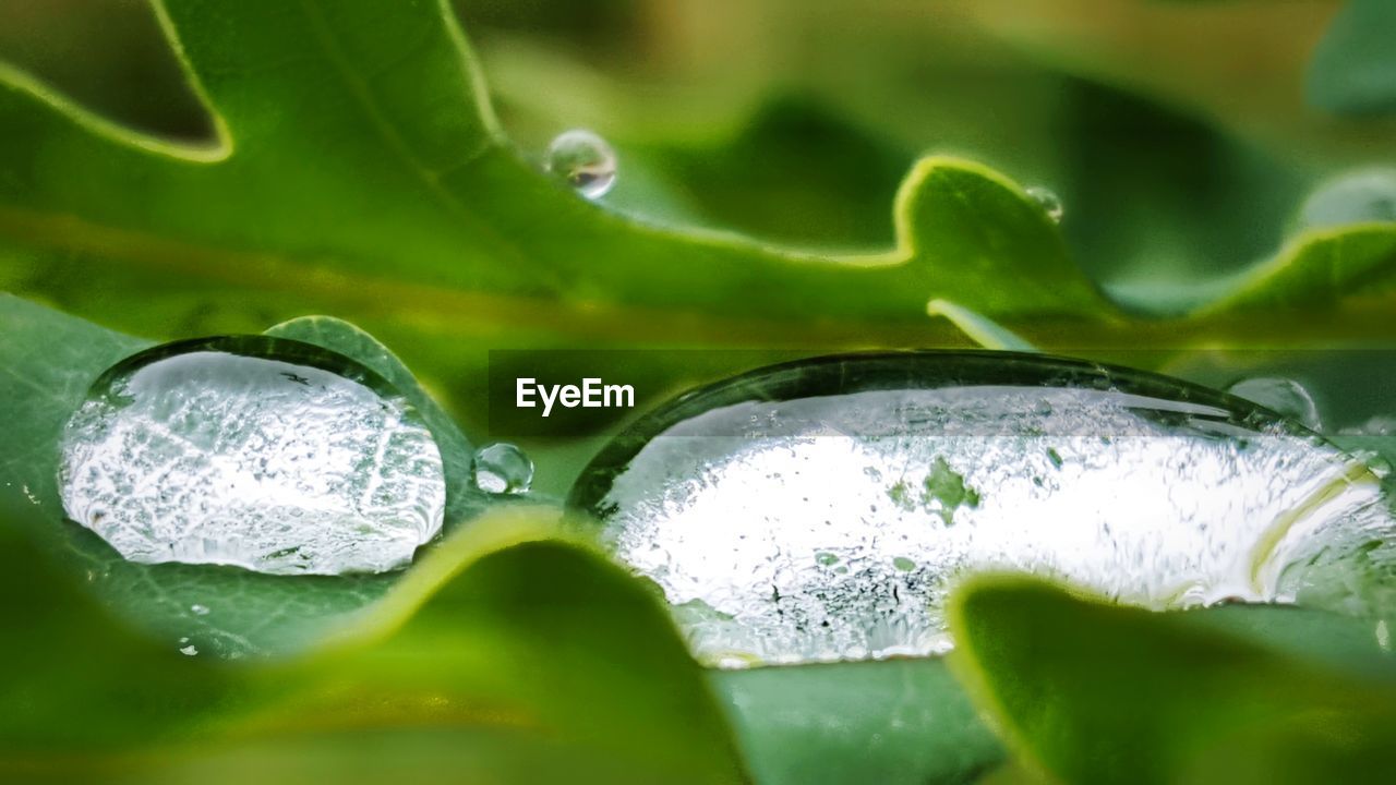 CLOSE-UP OF WATER DROPS ON LEAF